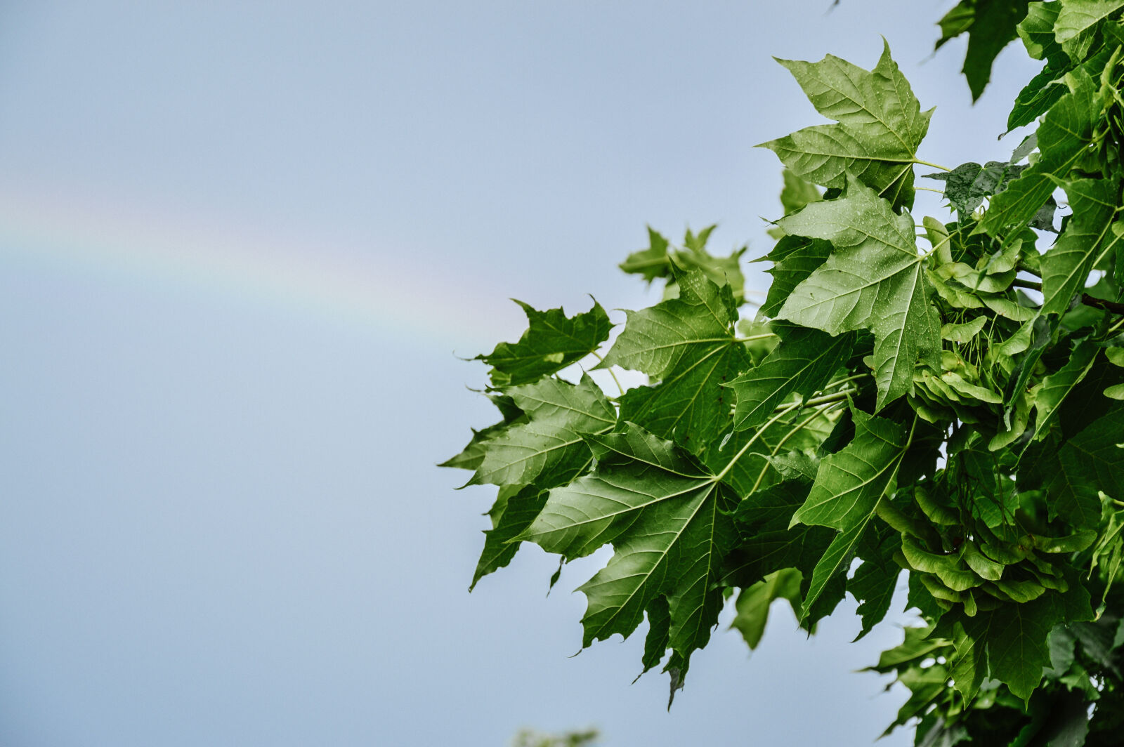 Nikon D3200 sample photo. Sky, tree photography