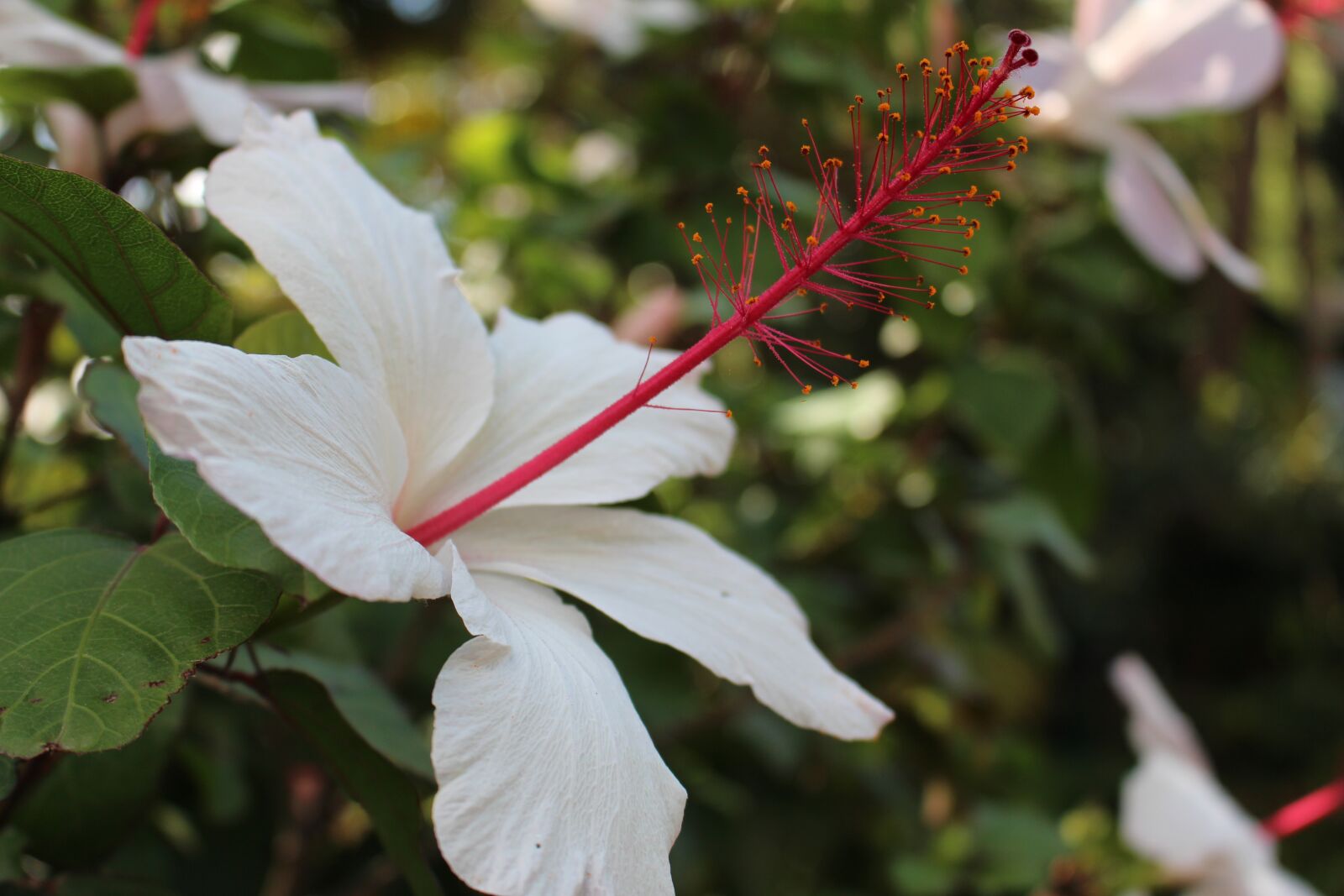 Canon EOS 700D (EOS Rebel T5i / EOS Kiss X7i) sample photo. Flower, nature, flora photography