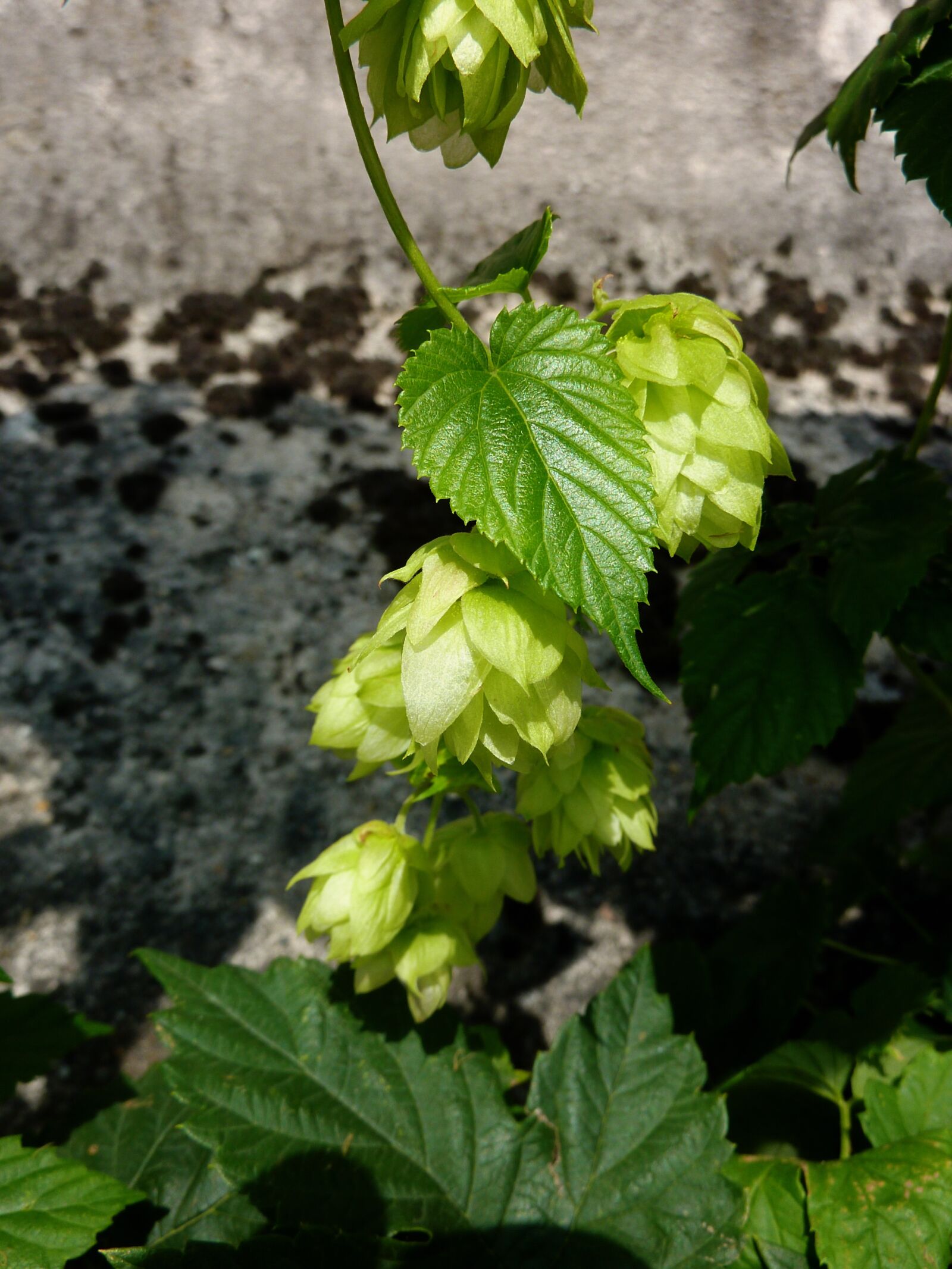 Panasonic DMC-TZ7 sample photo. Hops, beer, green photography