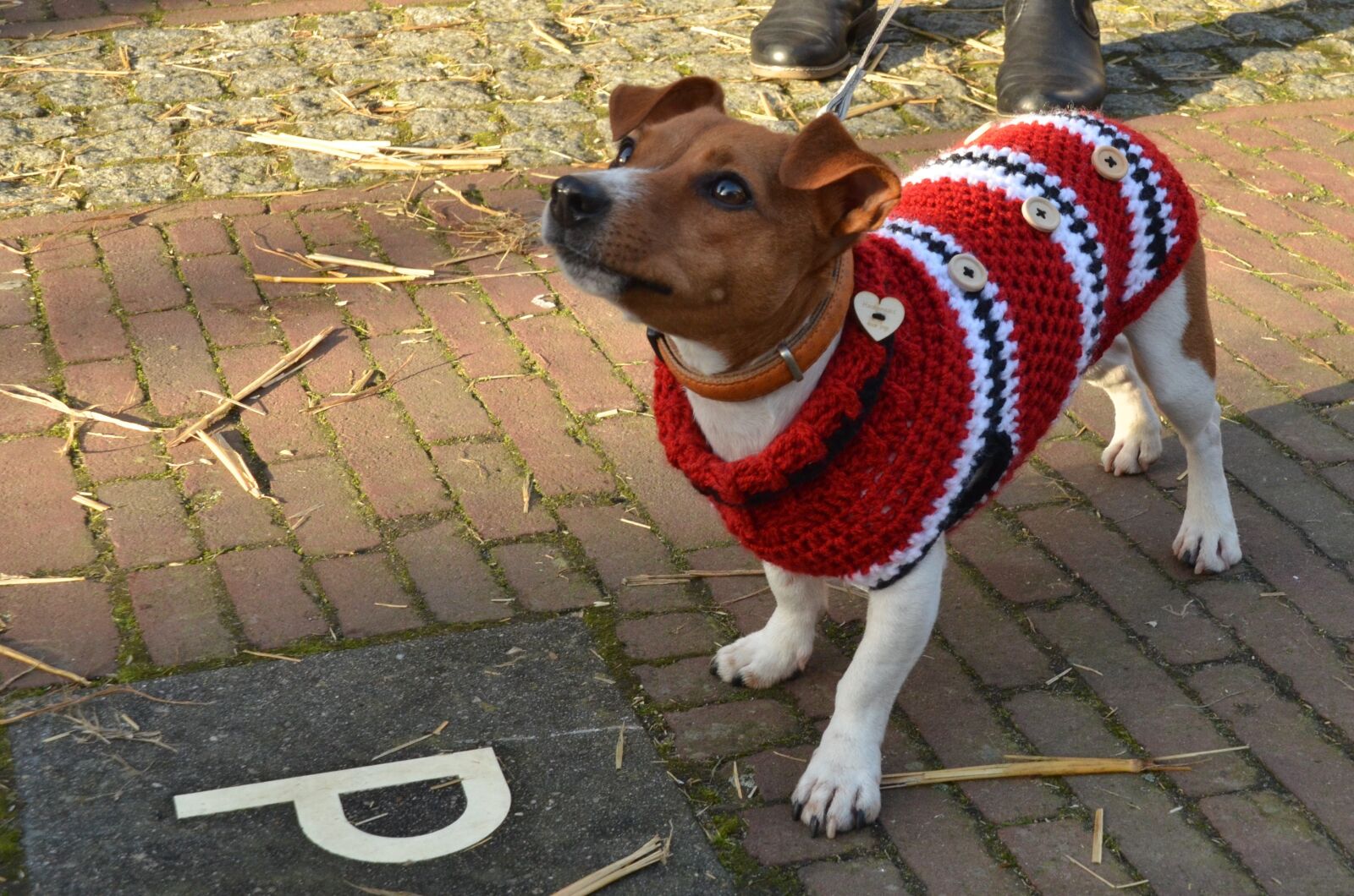 Nikon D7000 sample photo. Dog, jack russell, pet photography