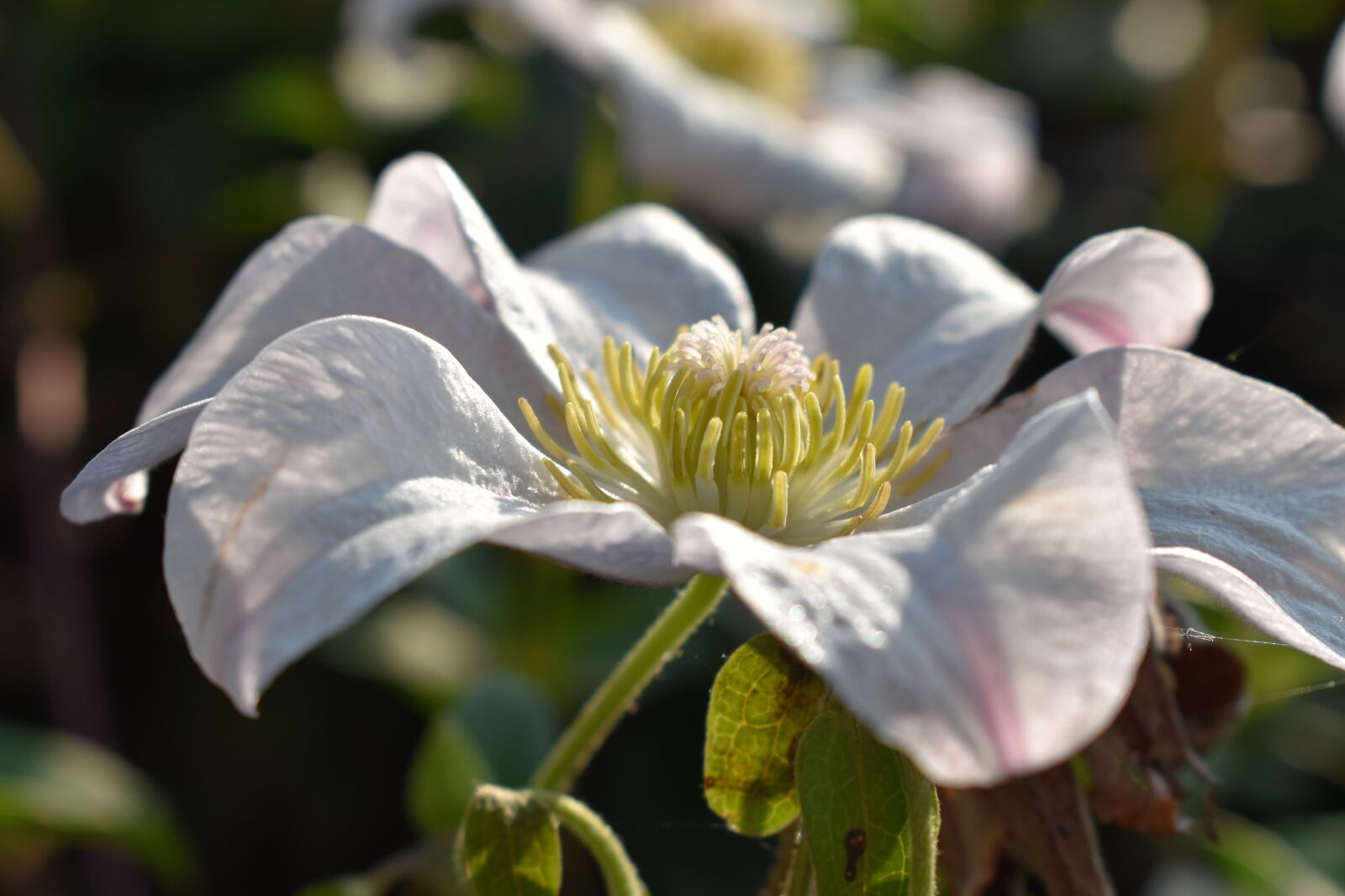 Nikon D5500 sample photo. Clematis, flower, summer photography