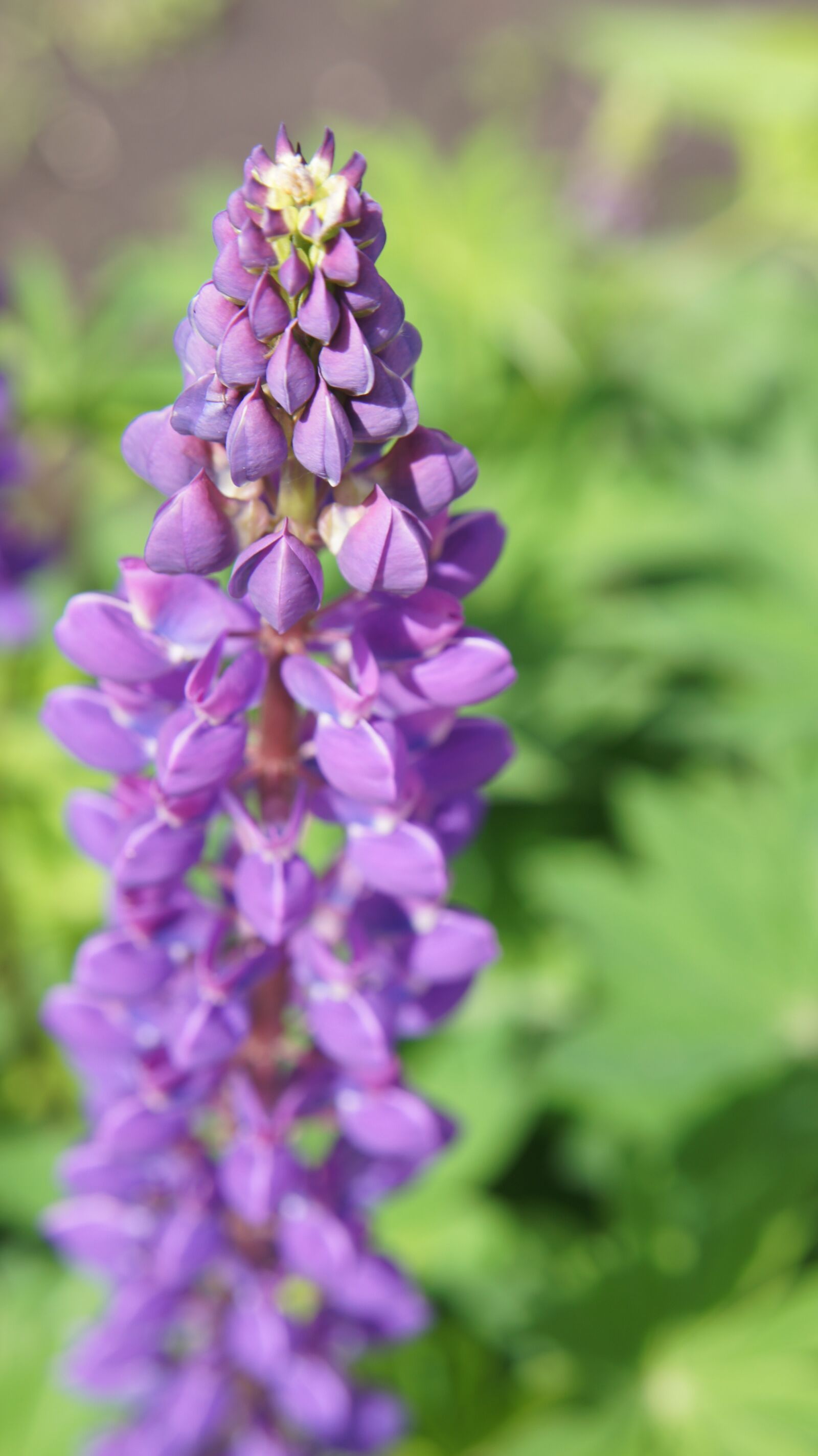 Sony SLT-A55 (SLT-A55V) sample photo. Lupine, violet, violet flowers photography