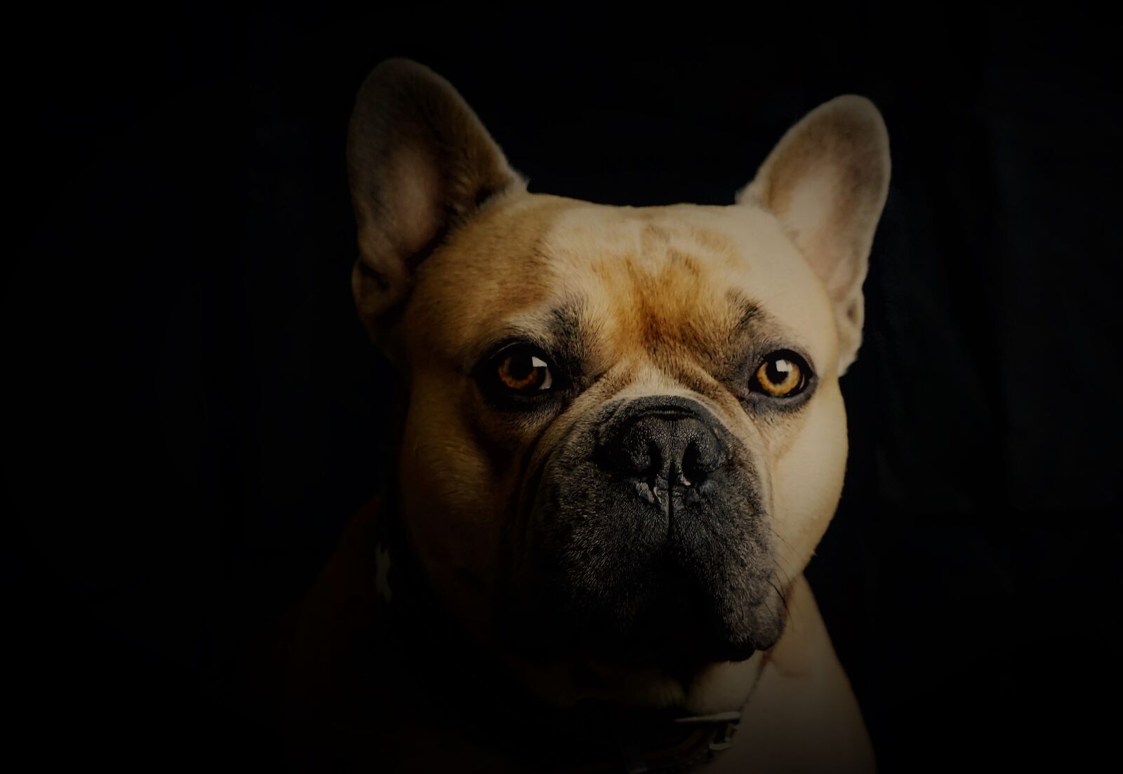 Sony a6000 + Sony E 30mm F3.5 Macro sample photo. French bulldog, dog, portrait photography