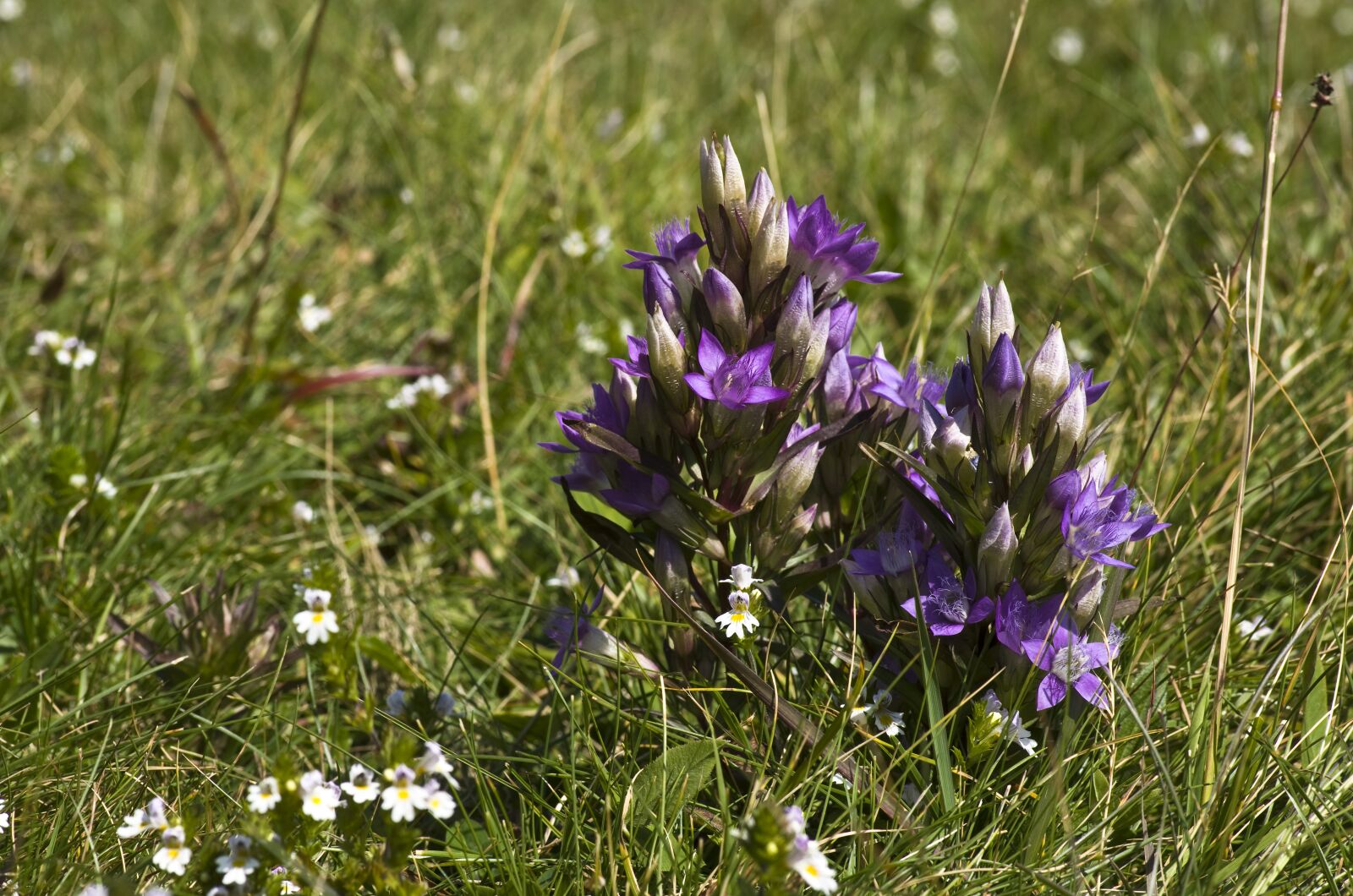 Pentax K-30 sample photo. Gentian, flower, purple photography