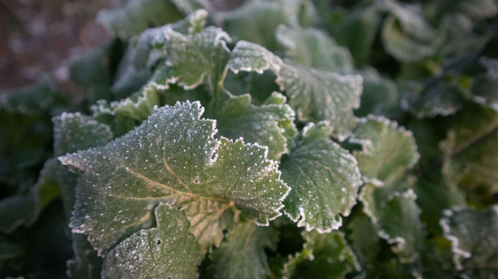 Canon EOS M6 sample photo. Frost, grass, winter photography