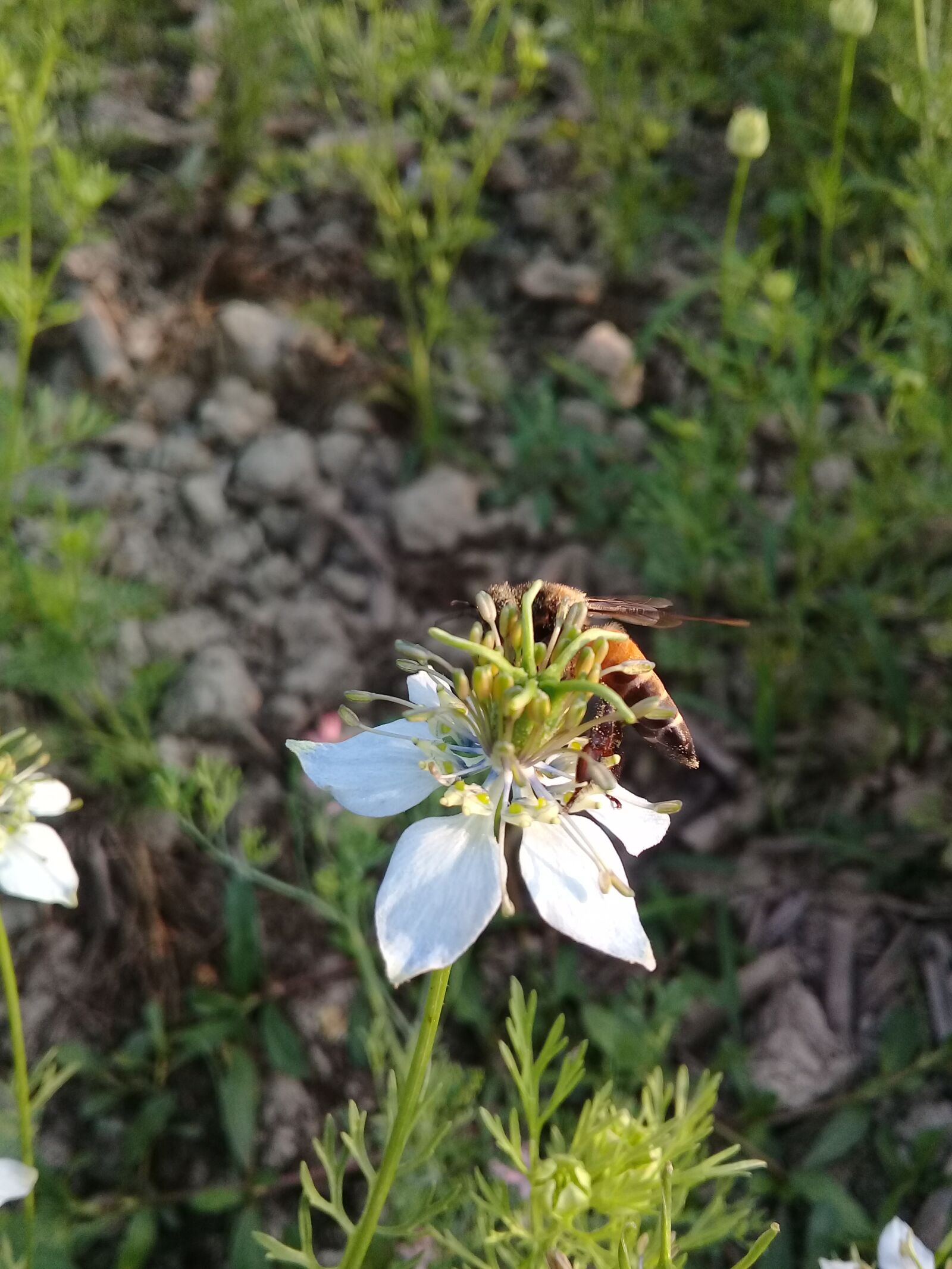 Samsung Galaxy J2 Prime sample photo. Bee, black seed, flower photography