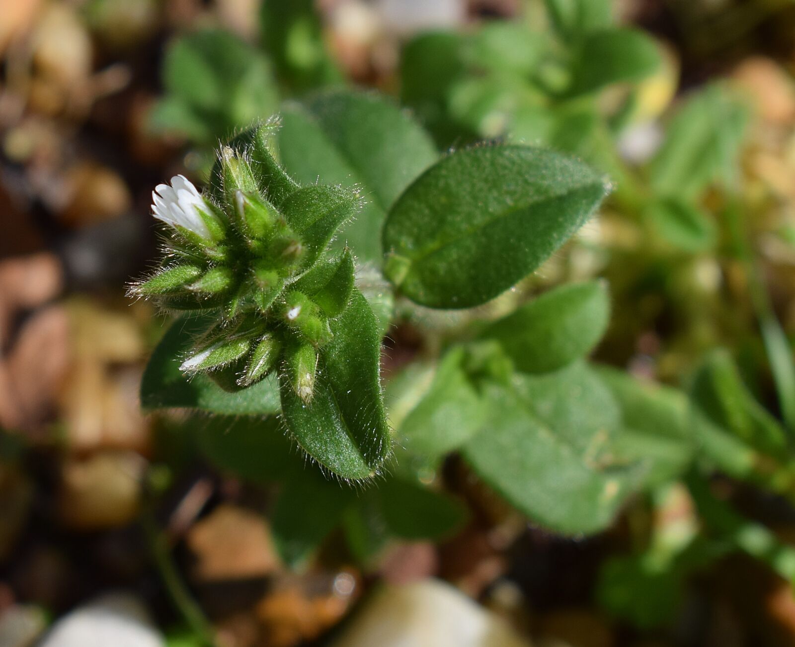 Nikon D3300 sample photo. Flower bud, common chickweed photography