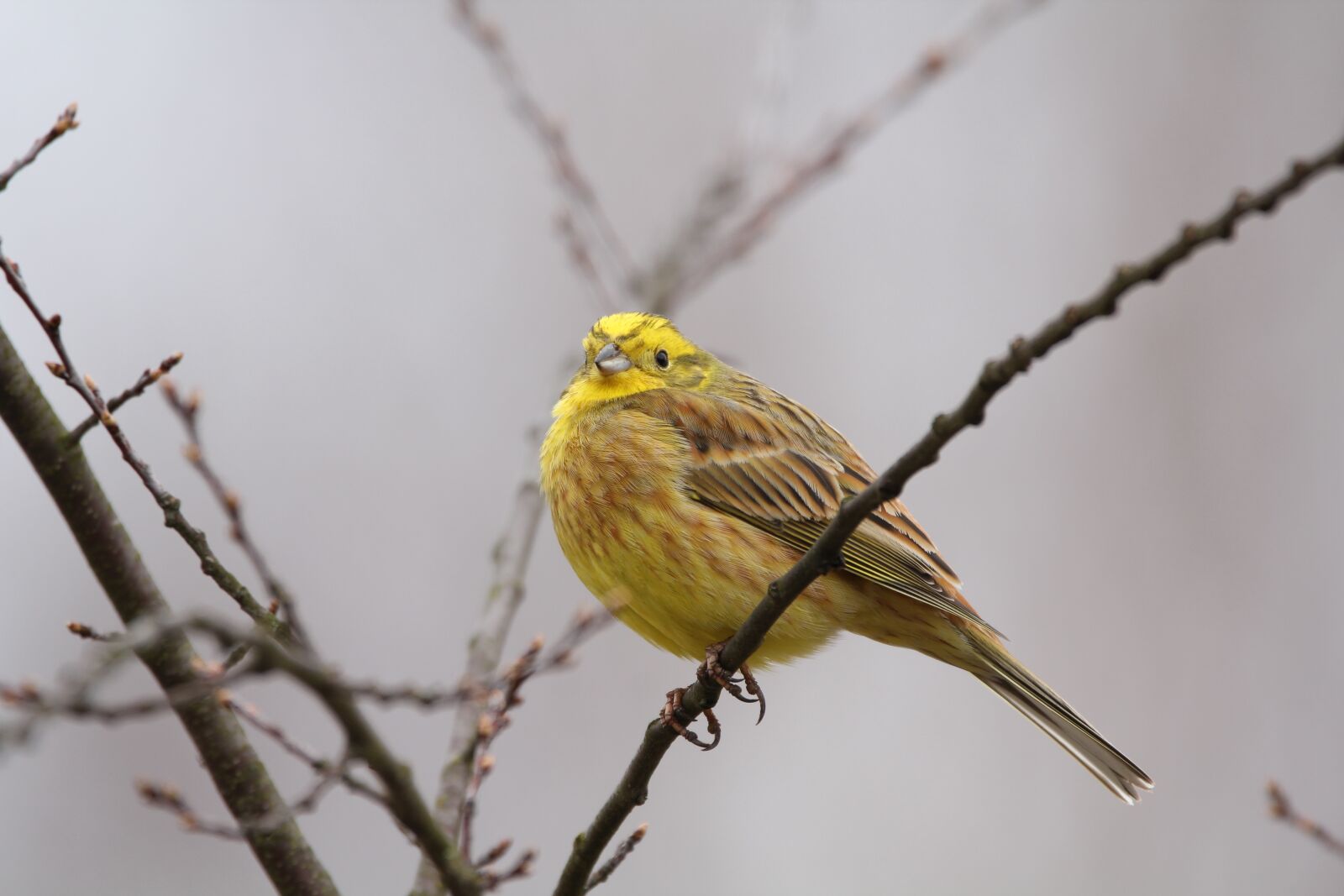 Canon EOS 60D sample photo. Goldammer, birds, nature photography
