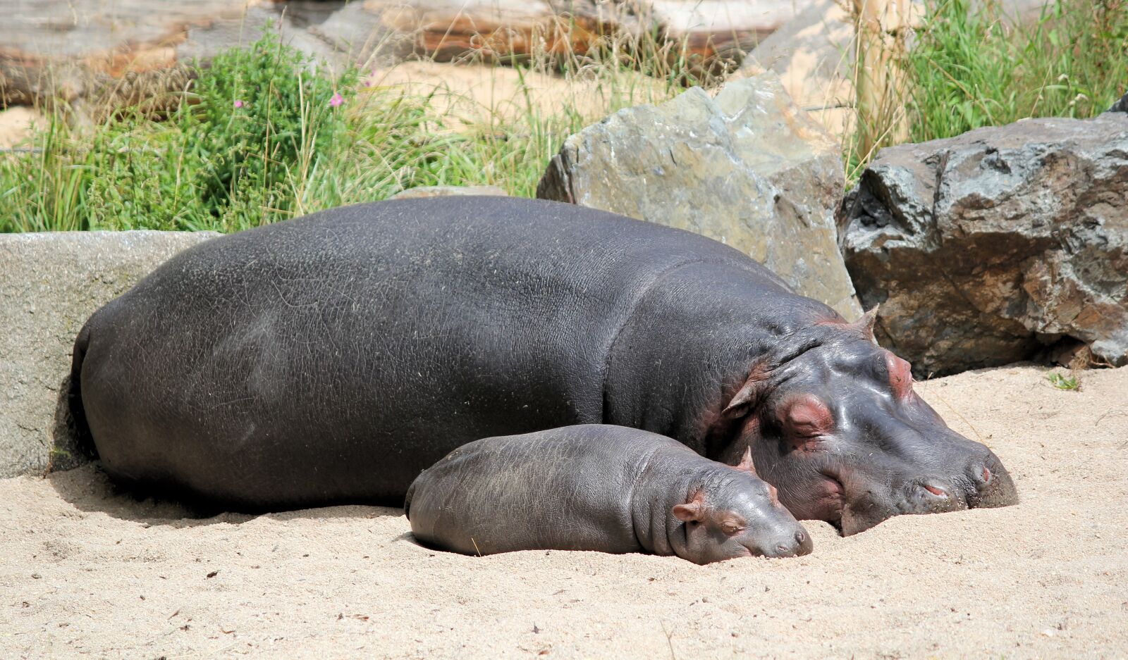 Canon EOS 550D (EOS Rebel T2i / EOS Kiss X4) sample photo. Hippos, hippo, cub photography