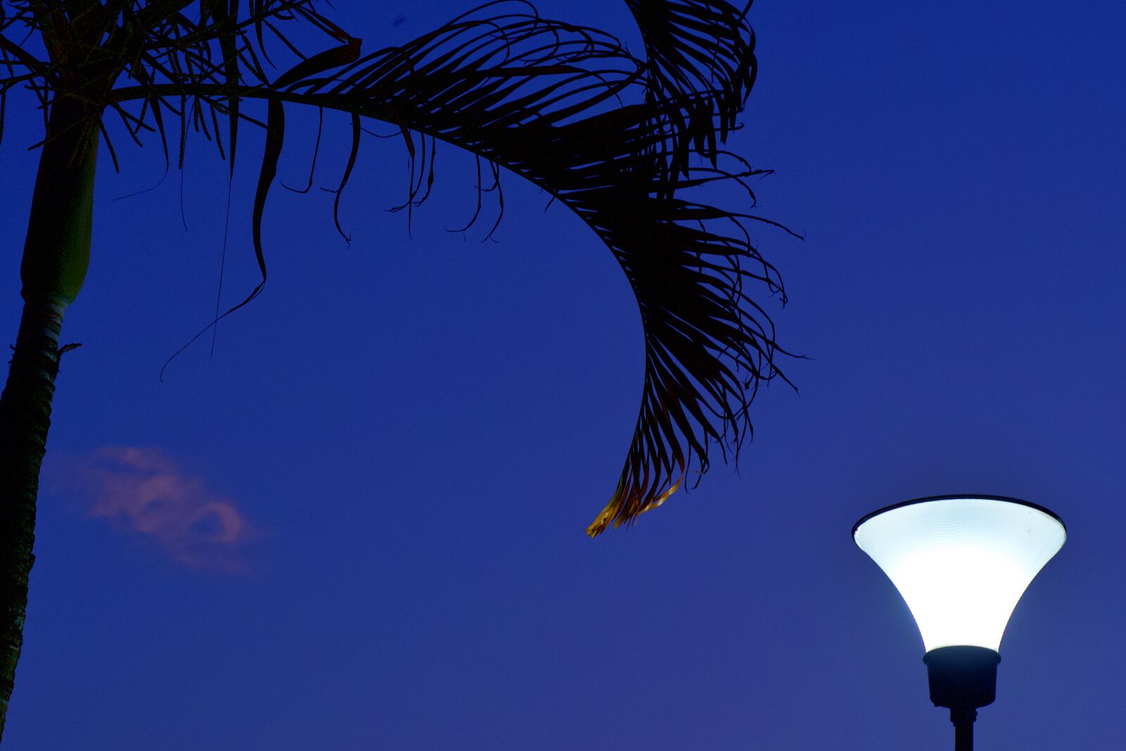 Nikon D7500 sample photo. Palm tree, light, lamp photography