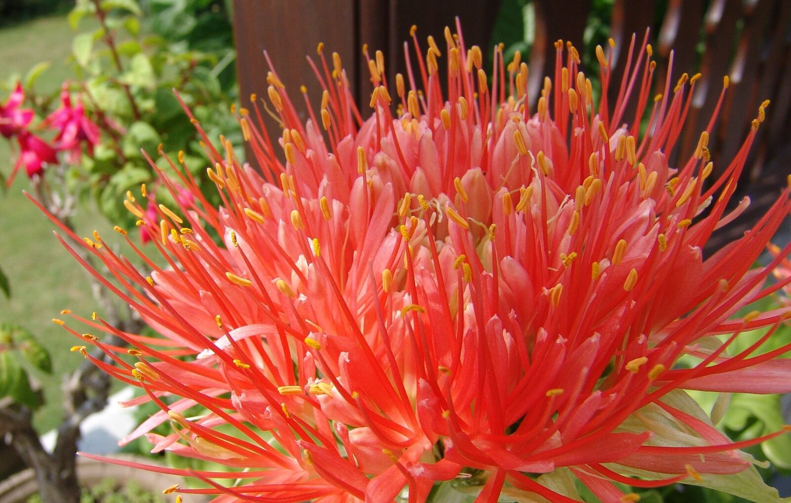 Sony DSC-F828 sample photo. Flower, blossom, bloom photography
