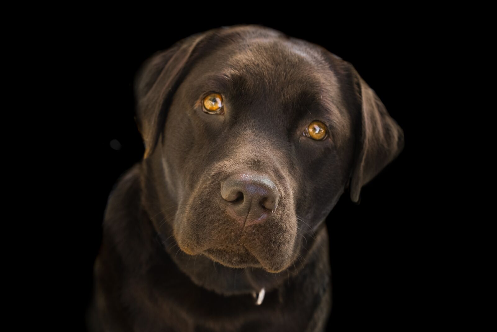 Nikon D610 sample photo. Labrador, face, brown photography