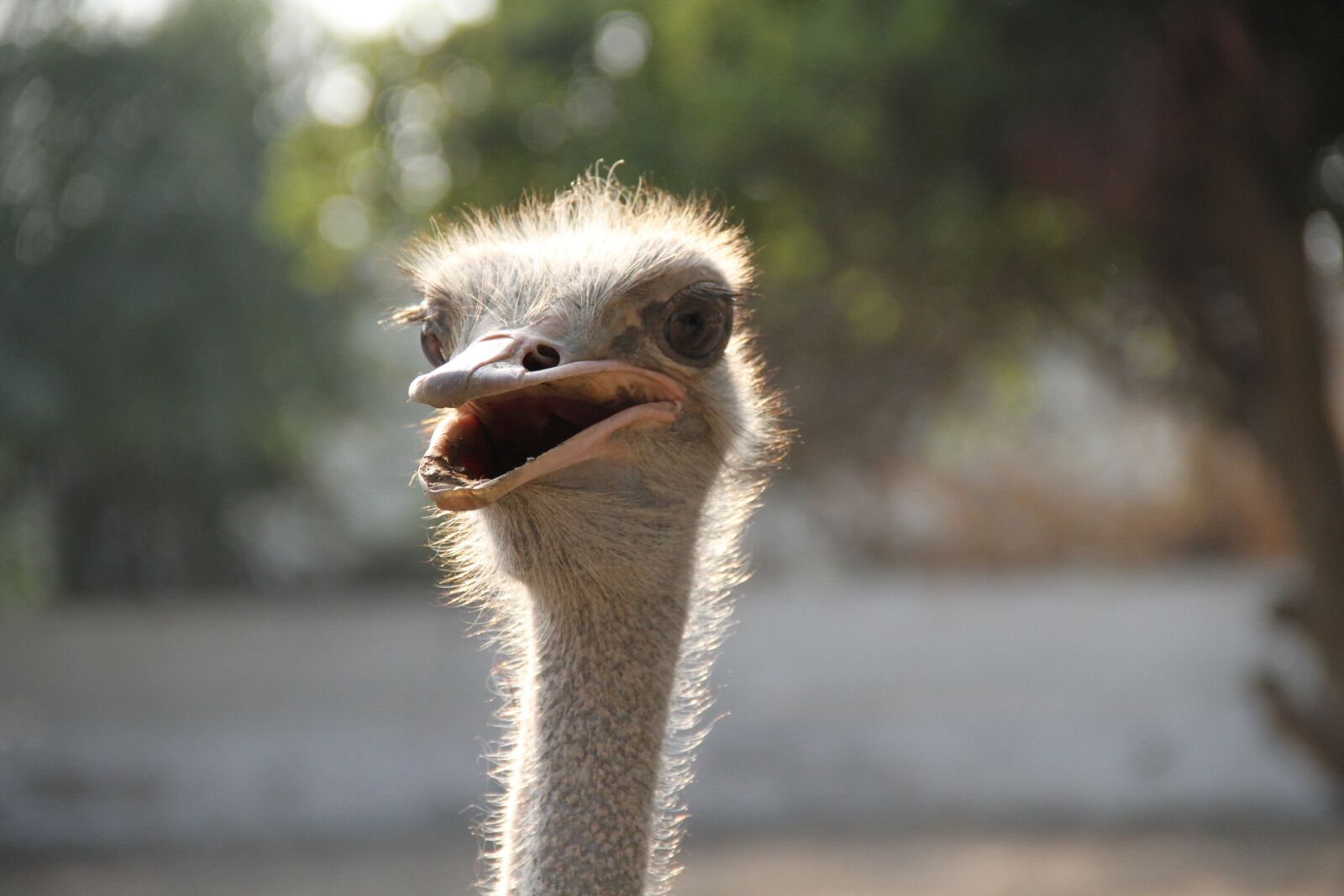 Canon EOS 7D sample photo. Common ostrich, bird, ostrich photography