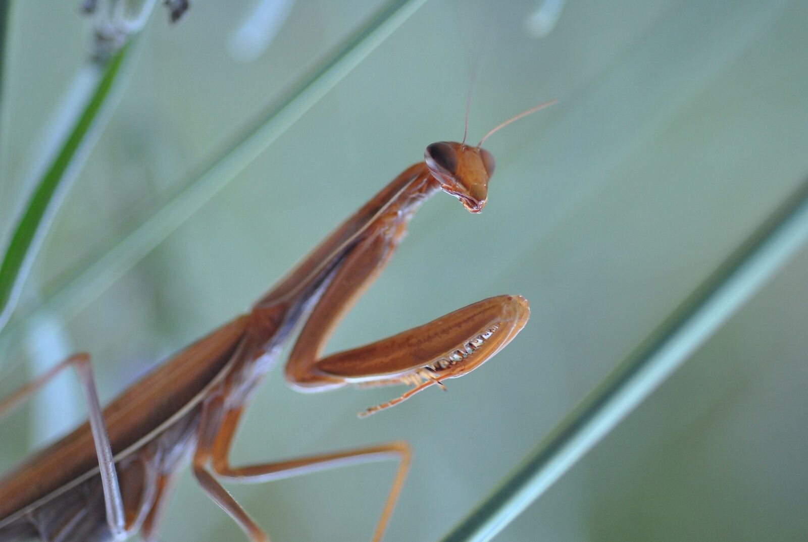 Nikon D3000 sample photo. Mantis, religion, mantis religiosa photography