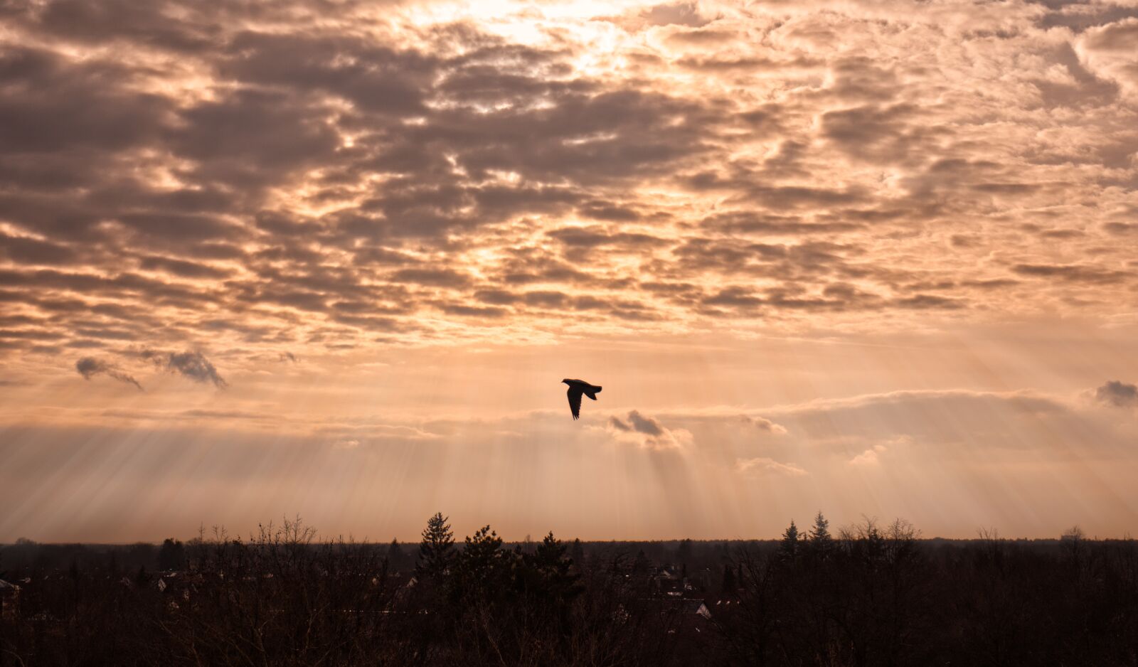 Canon EOS 800D (EOS Rebel T7i / EOS Kiss X9i) sample photo. Sky, sun, bird photography