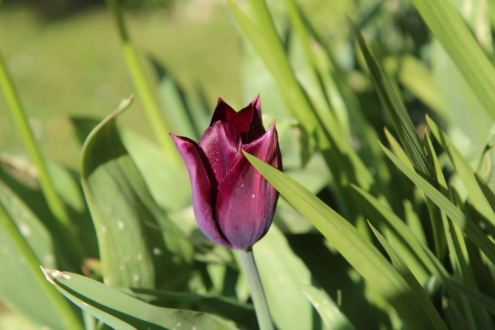 Canon EOS 600D (Rebel EOS T3i / EOS Kiss X5) sample photo. Tulip, tulip purple, nature photography