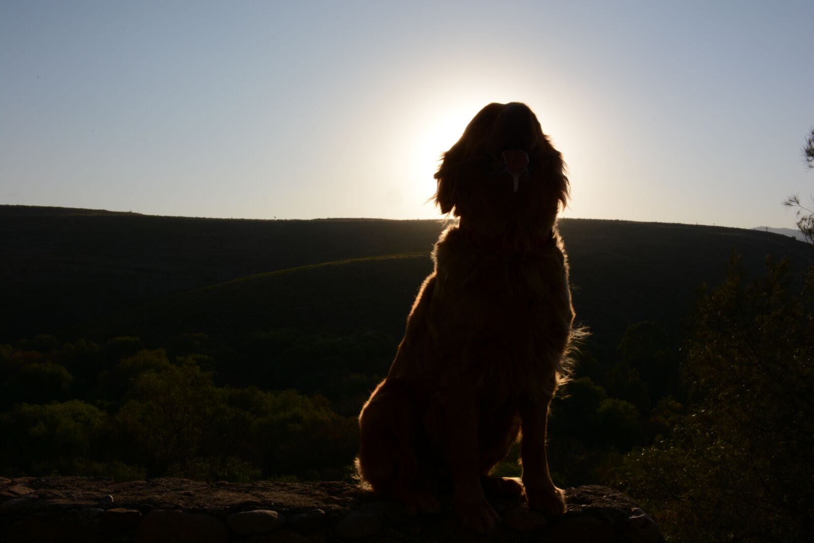 Nikon D7100 sample photo. Dog, golden, retriever photography
