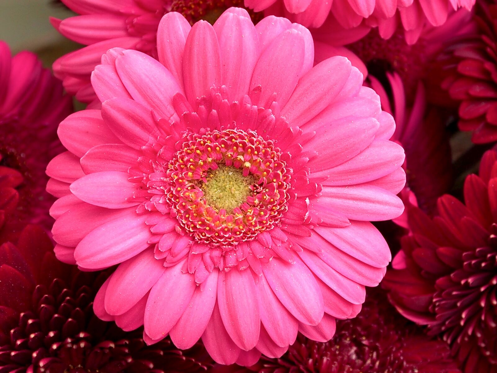 OLYMPUS M.12-50mm F3.5-6.3 sample photo. Gerbera, pink, red photography
