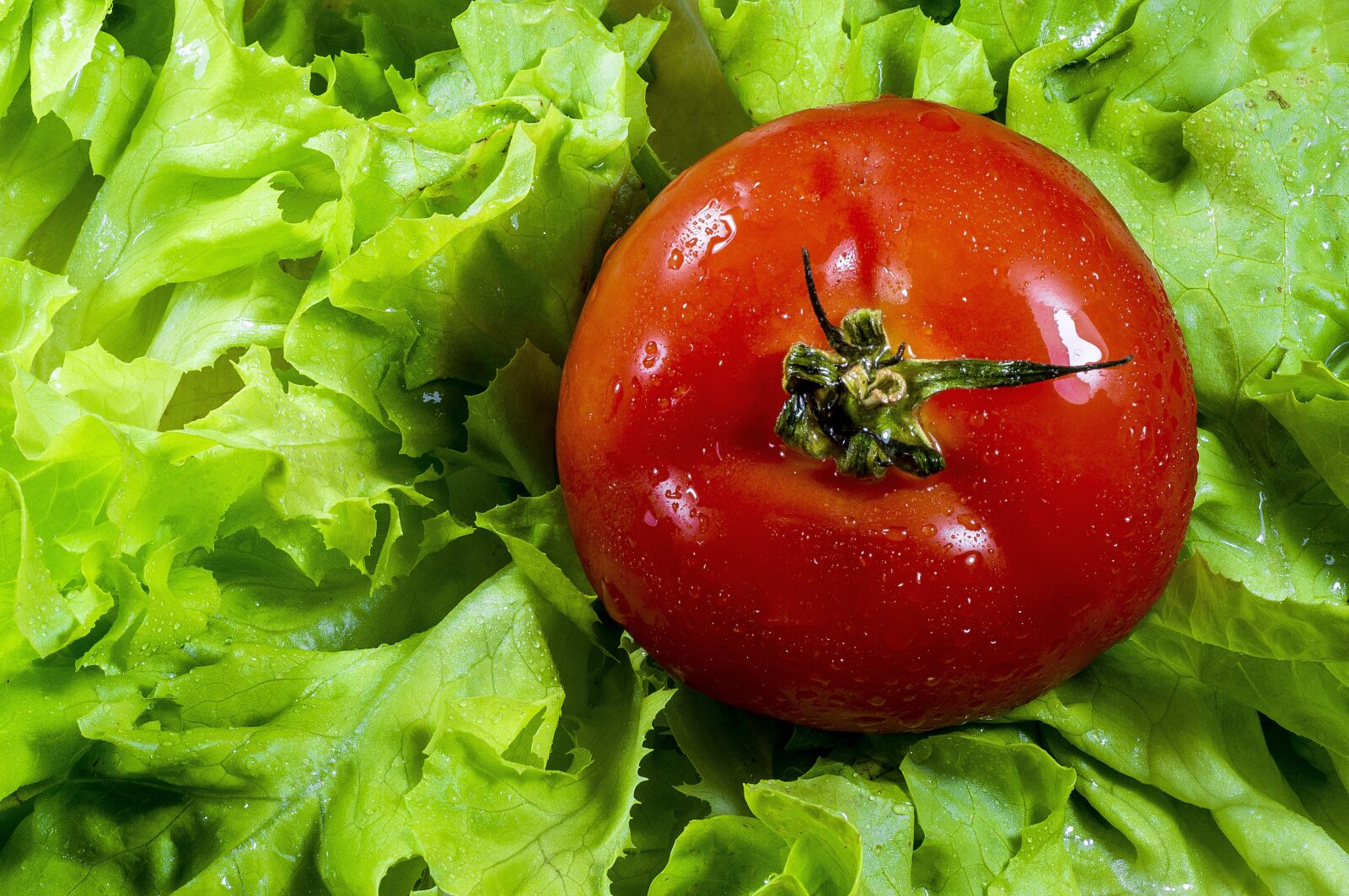 Nikon D3200 sample photo. Tomato, lettuce, salad photography