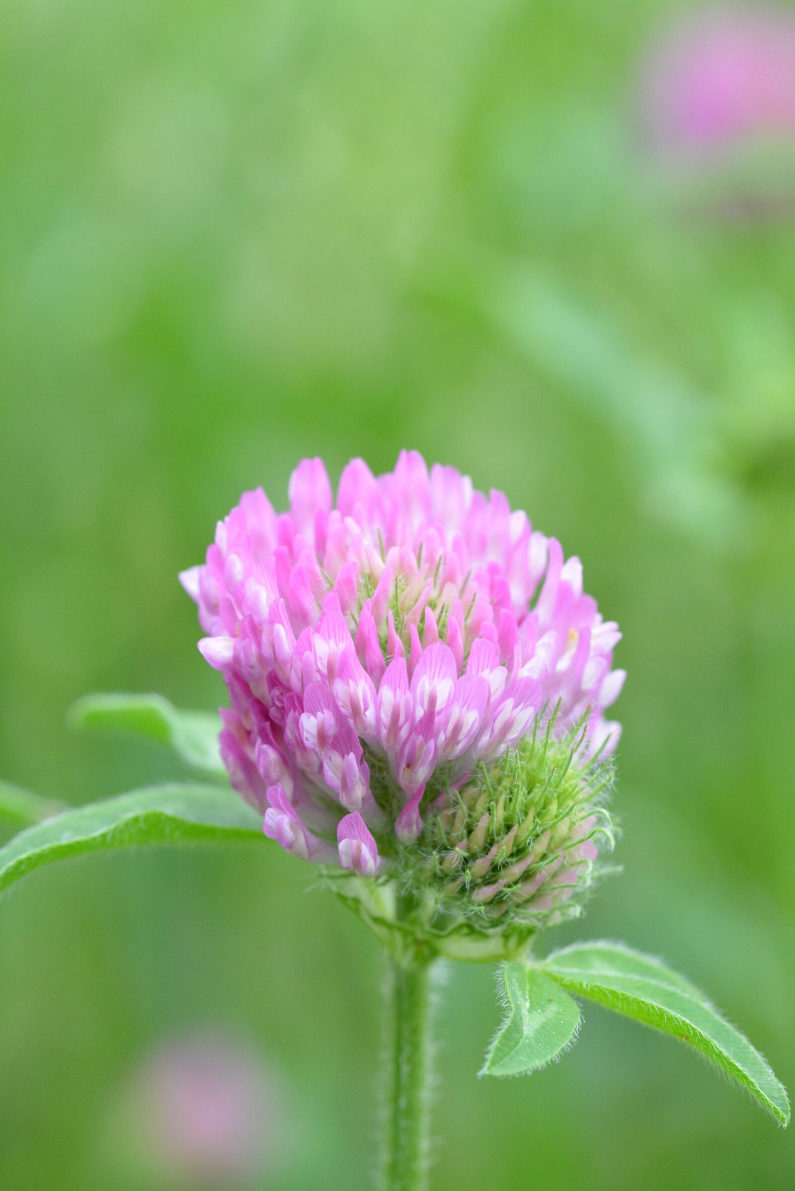 Nikon D5200 sample photo. Pointed flower, flower, wild photography
