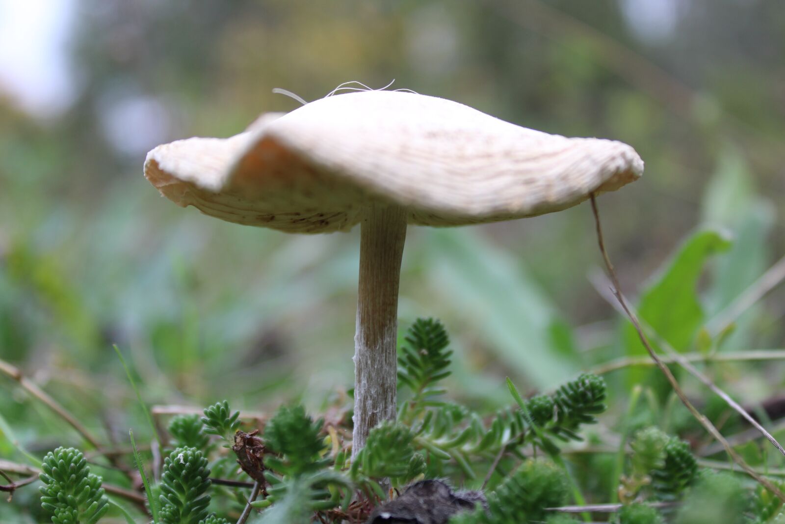 Canon EOS 2000D (EOS Rebel T7 / EOS Kiss X90 / EOS 1500D) sample photo. Mushroom, nature, autumn photography
