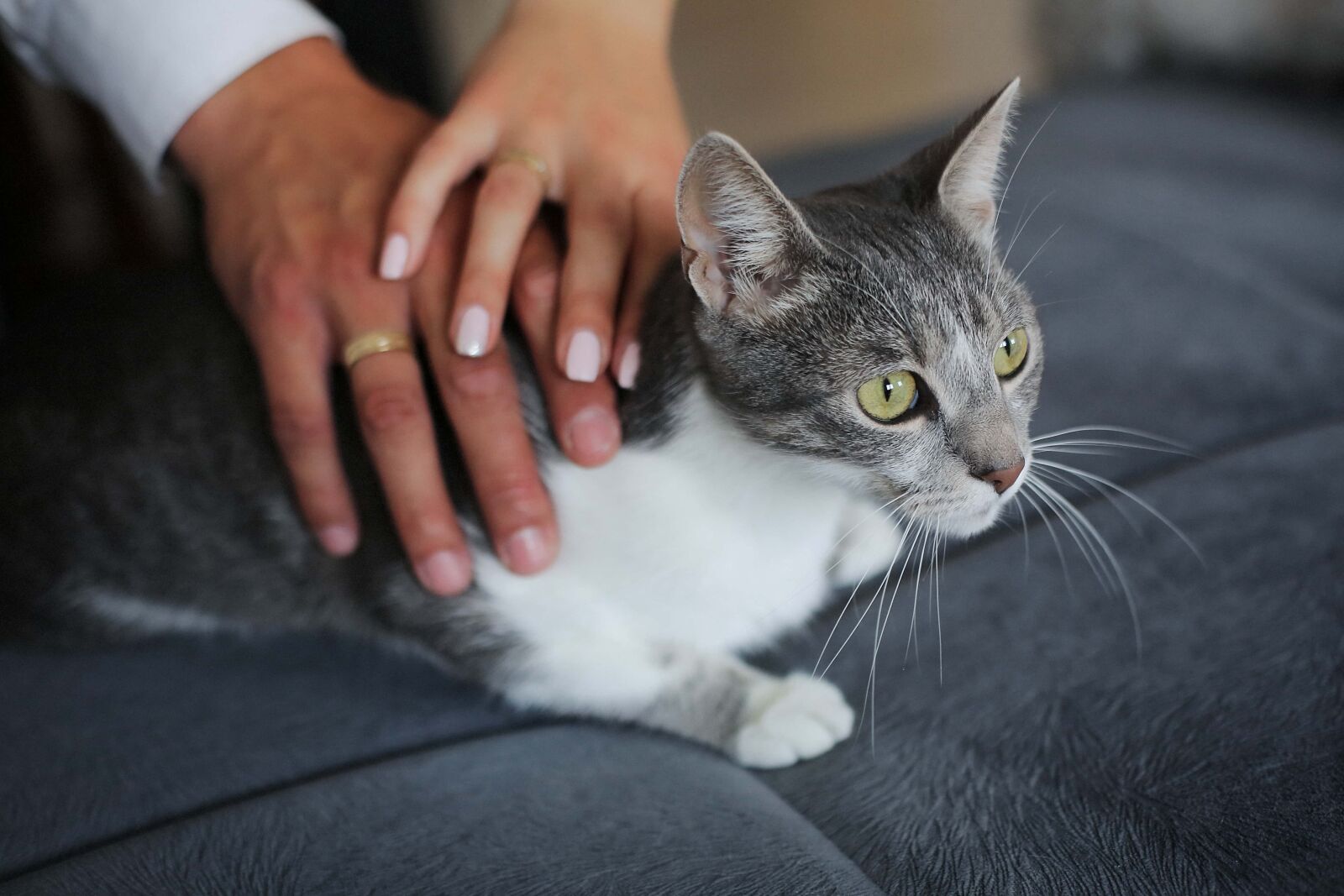 Canon EF 50mm F1.4 USM sample photo. Domestic cat, sofa, side photography