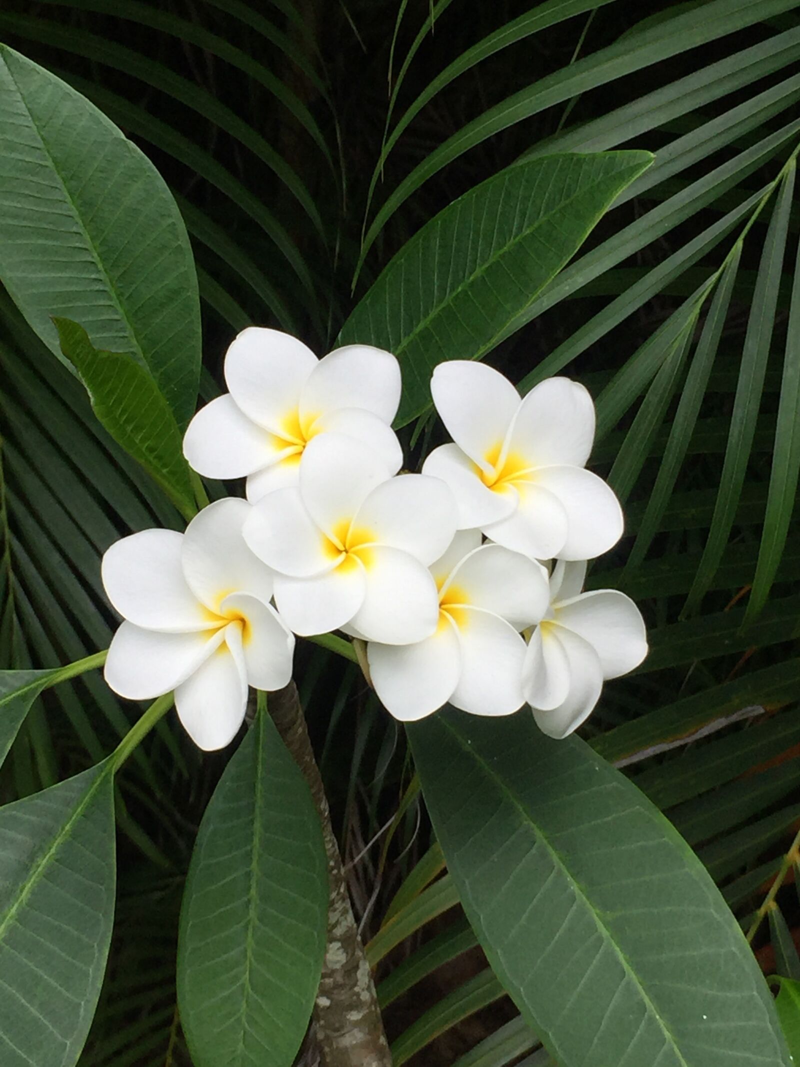 Apple iPhone 6 sample photo. Plumeria, hawaii, flower photography