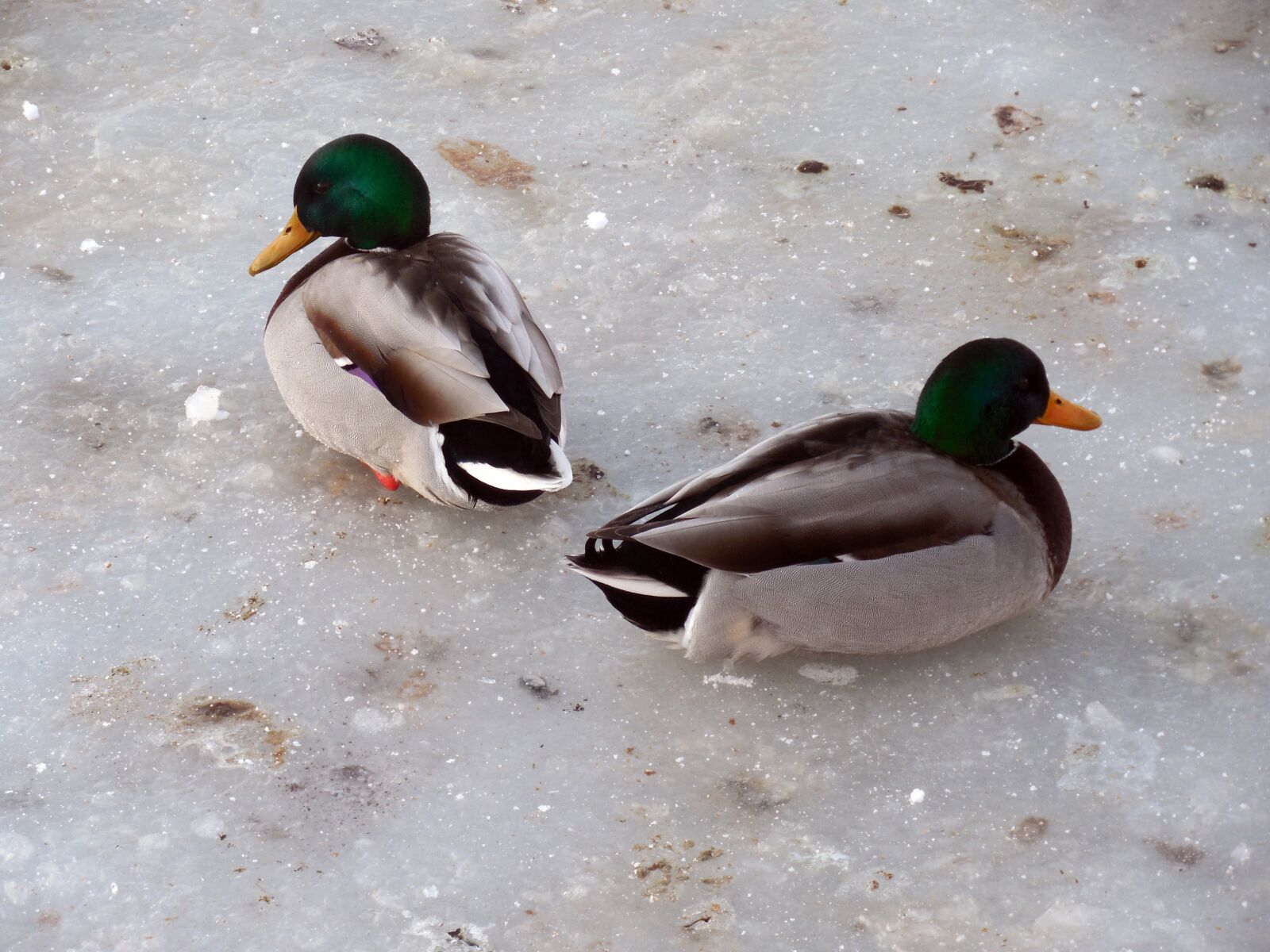 Nikon COOLPIX L620 sample photo. Ducks, ice, winter photography