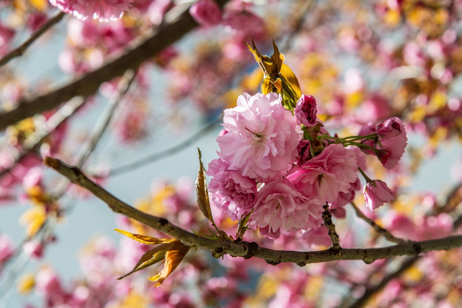 Nikon D850 sample photo. Tree, pink, cherry photography
