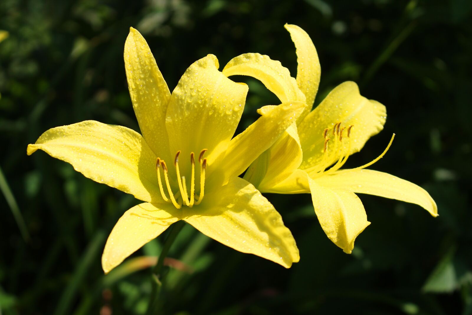 Canon EOS 700D (EOS Rebel T5i / EOS Kiss X7i) sample photo. Flower, yellow, petals photography