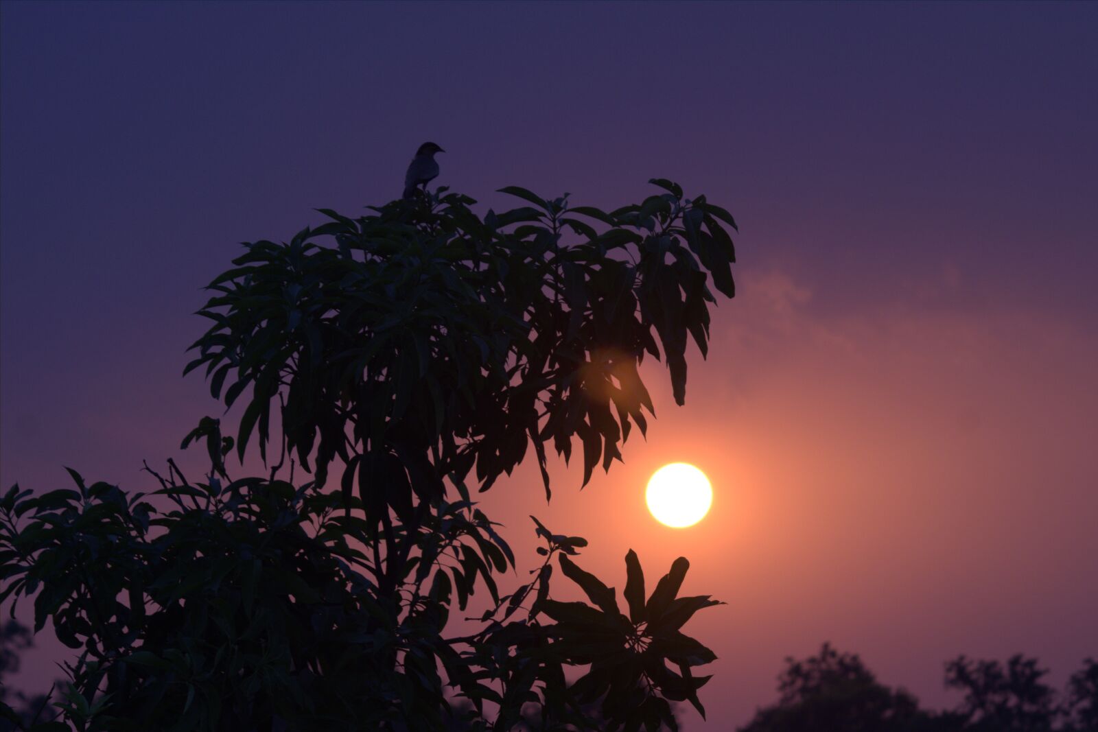 Canon EOS 2000D (EOS Rebel T7 / EOS Kiss X90 / EOS 1500D) sample photo. Sunset, birds, nature photography
