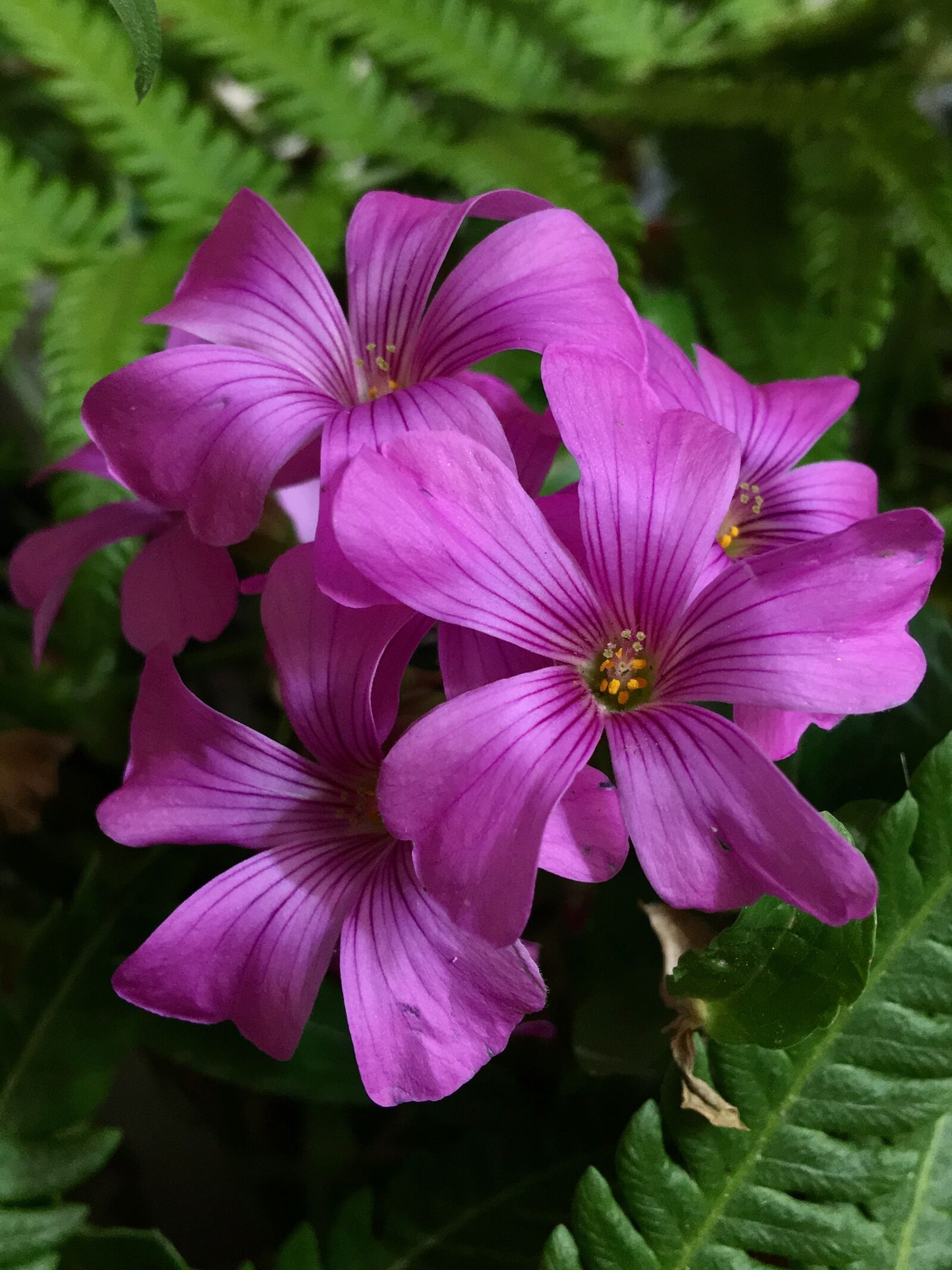 Apple iPhone 6s Plus sample photo. Pink flower, pink petals photography