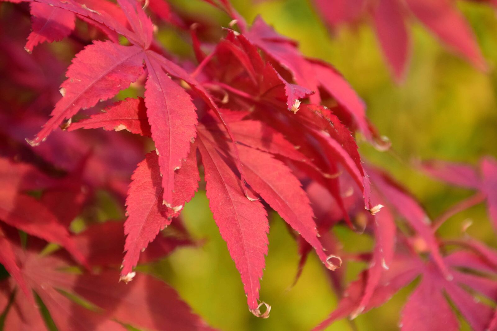 Nikon D3300 sample photo. Red leaf, nature, flora photography