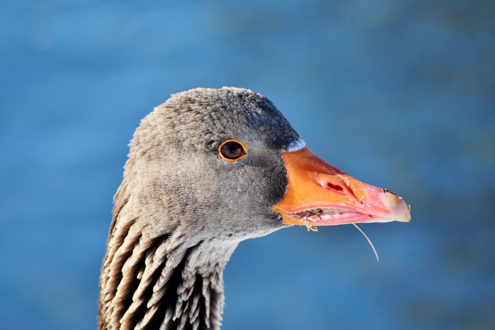 Nikon D7200 sample photo. Greylag goose, wild goose photography
