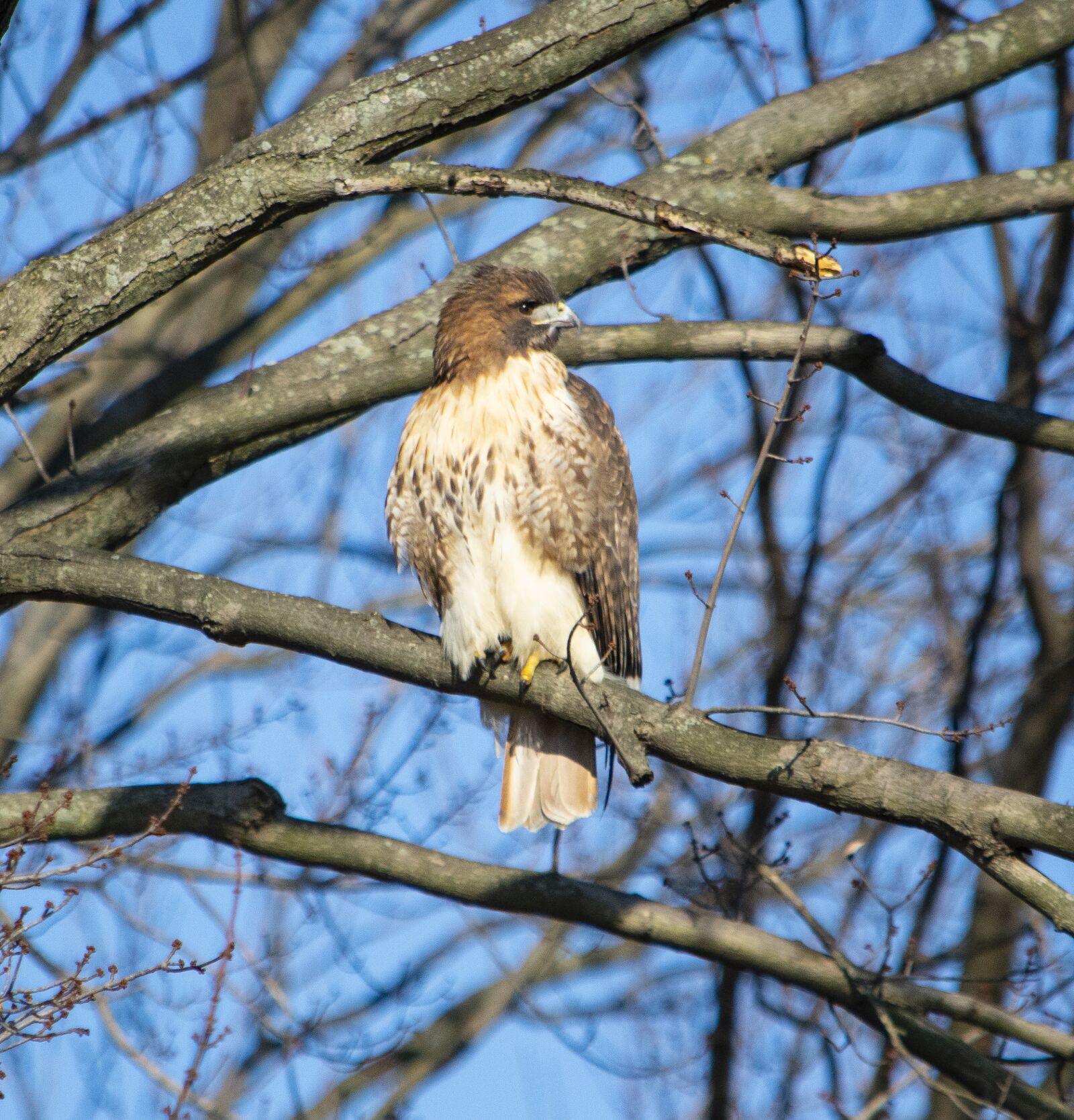 Nikon D7200 sample photo. Hawk, bird, tree photography