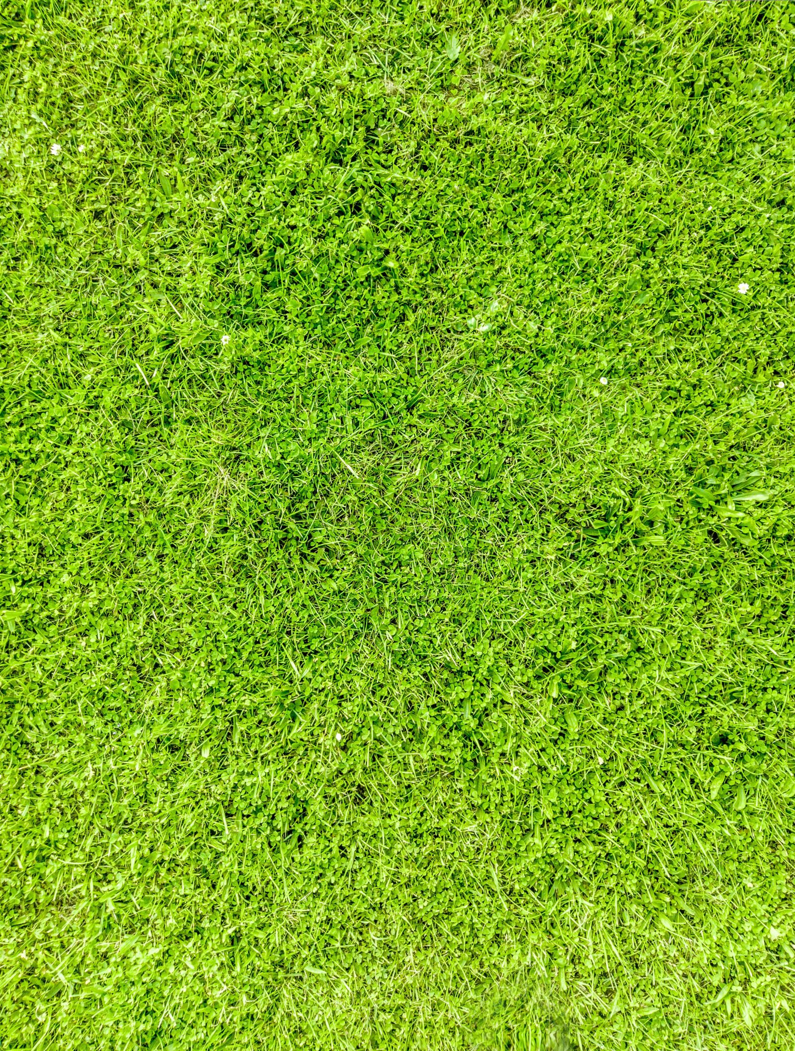 Canon EOS 5D Mark IV sample photo. Grass, texture, nature photography