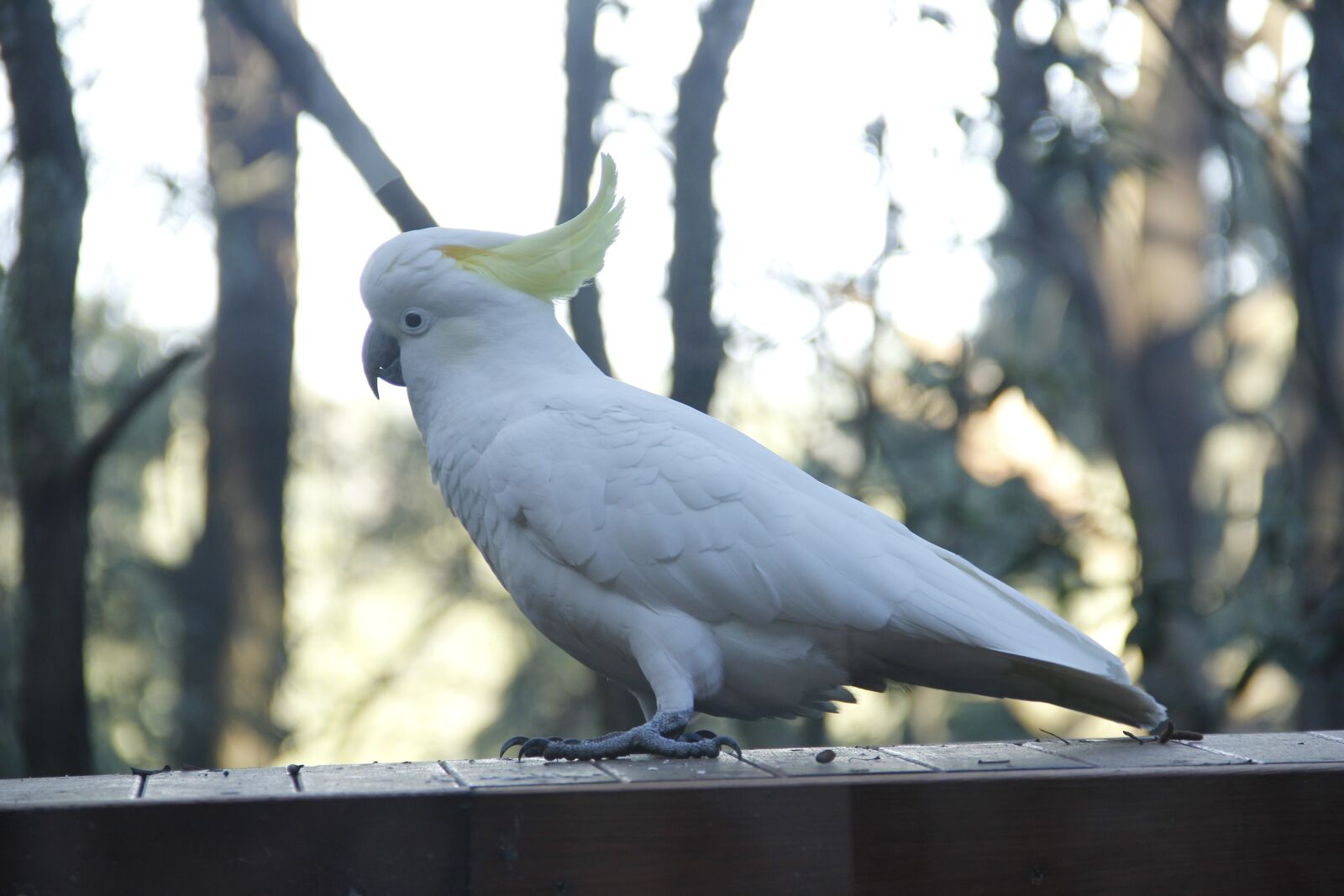 Canon EOS 60D sample photo. Cockatoo, australia, rainforest photography