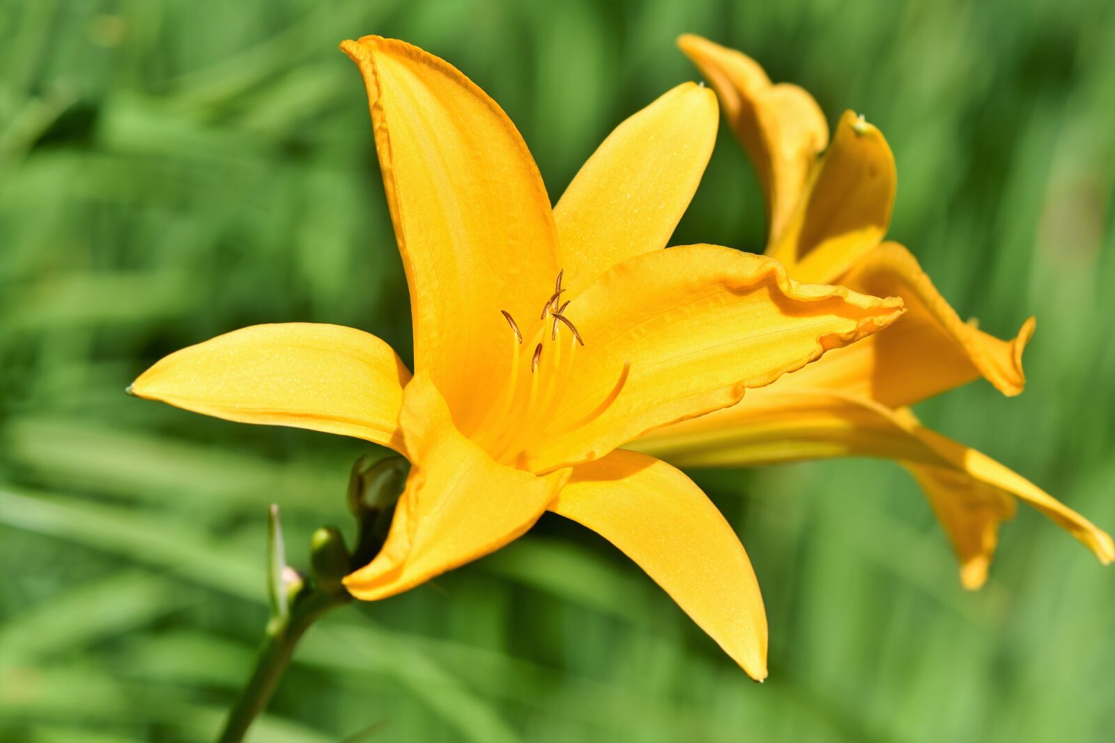 Nikon D7200 sample photo. Lily, blossom, bloom photography