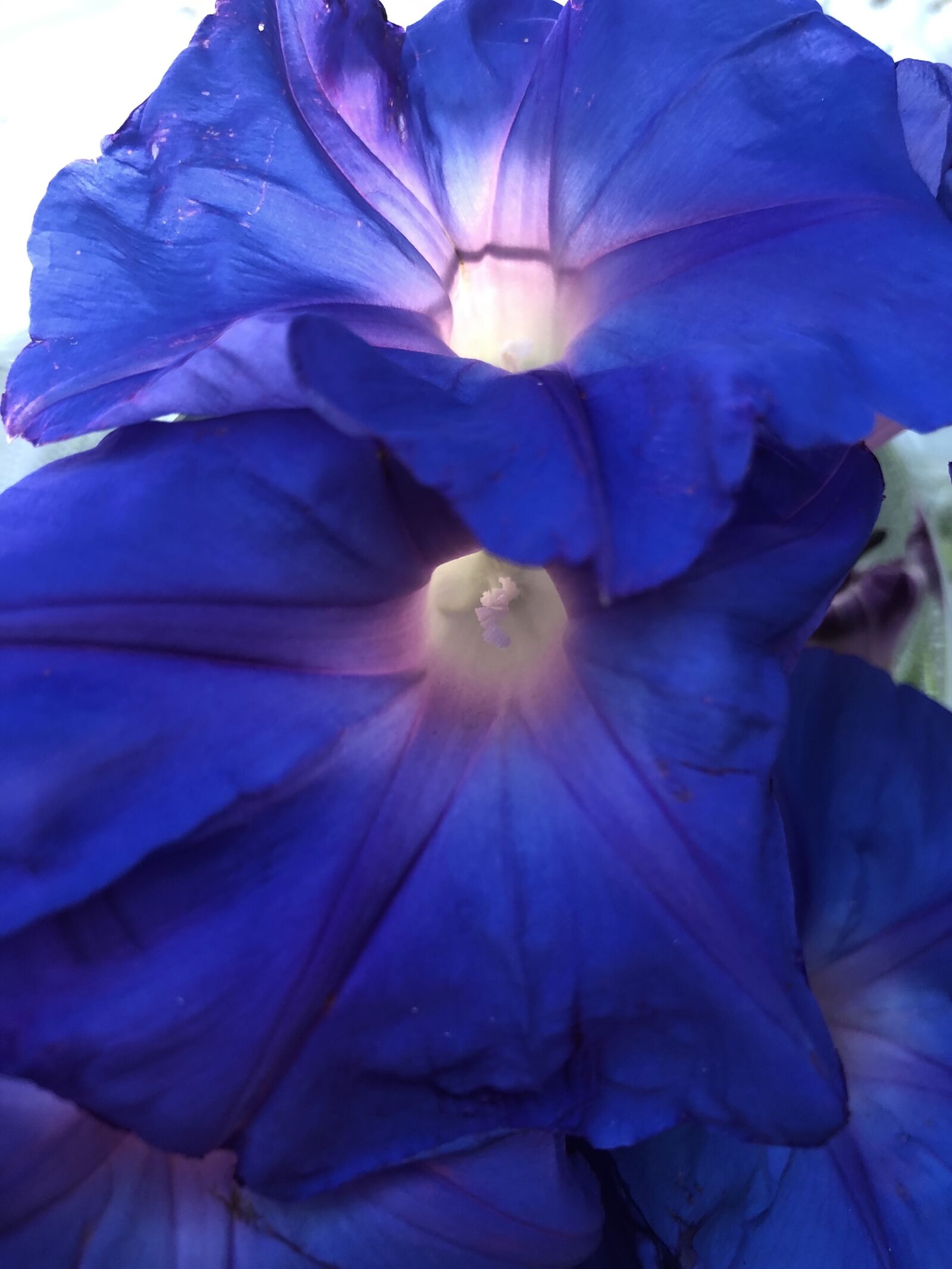 iPhone 8 Plus back dual camera 3.99mm f/1.8 sample photo. Blue, purple, flowers photography