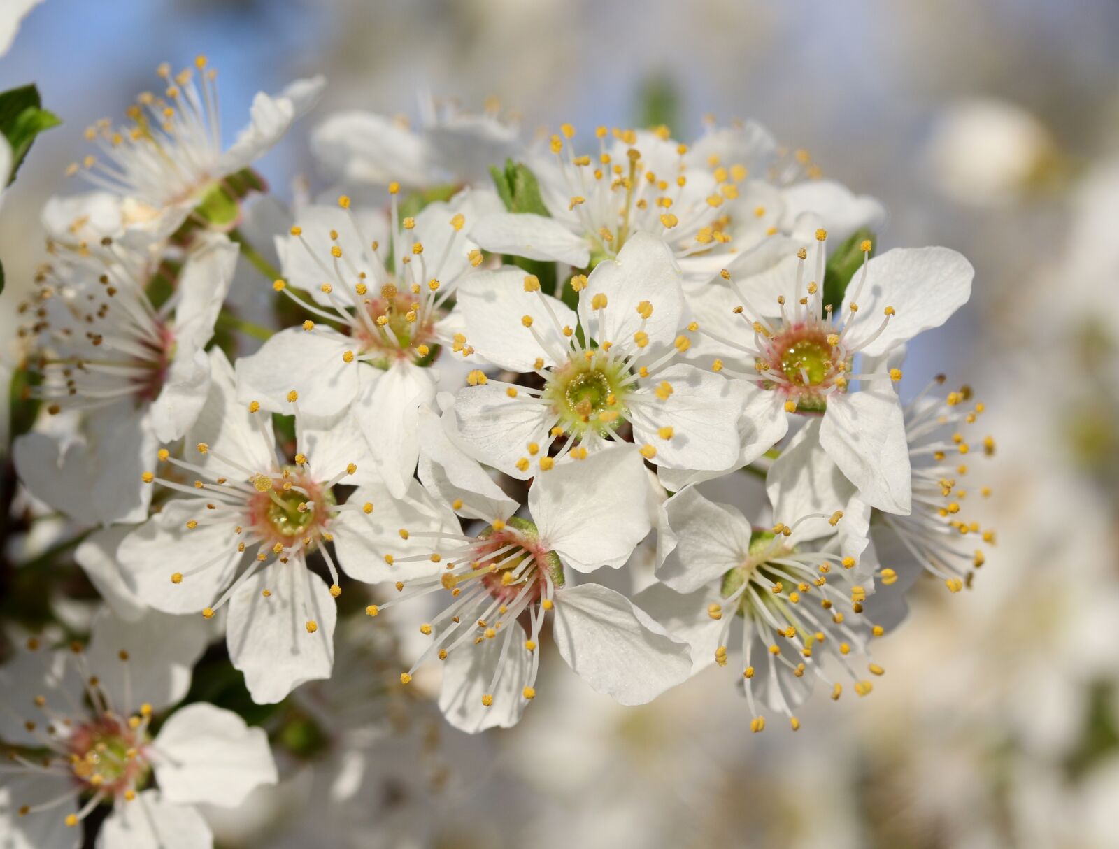 Canon EF-S 60mm F2.8 Macro USM sample photo. Flowers, white, casey photography