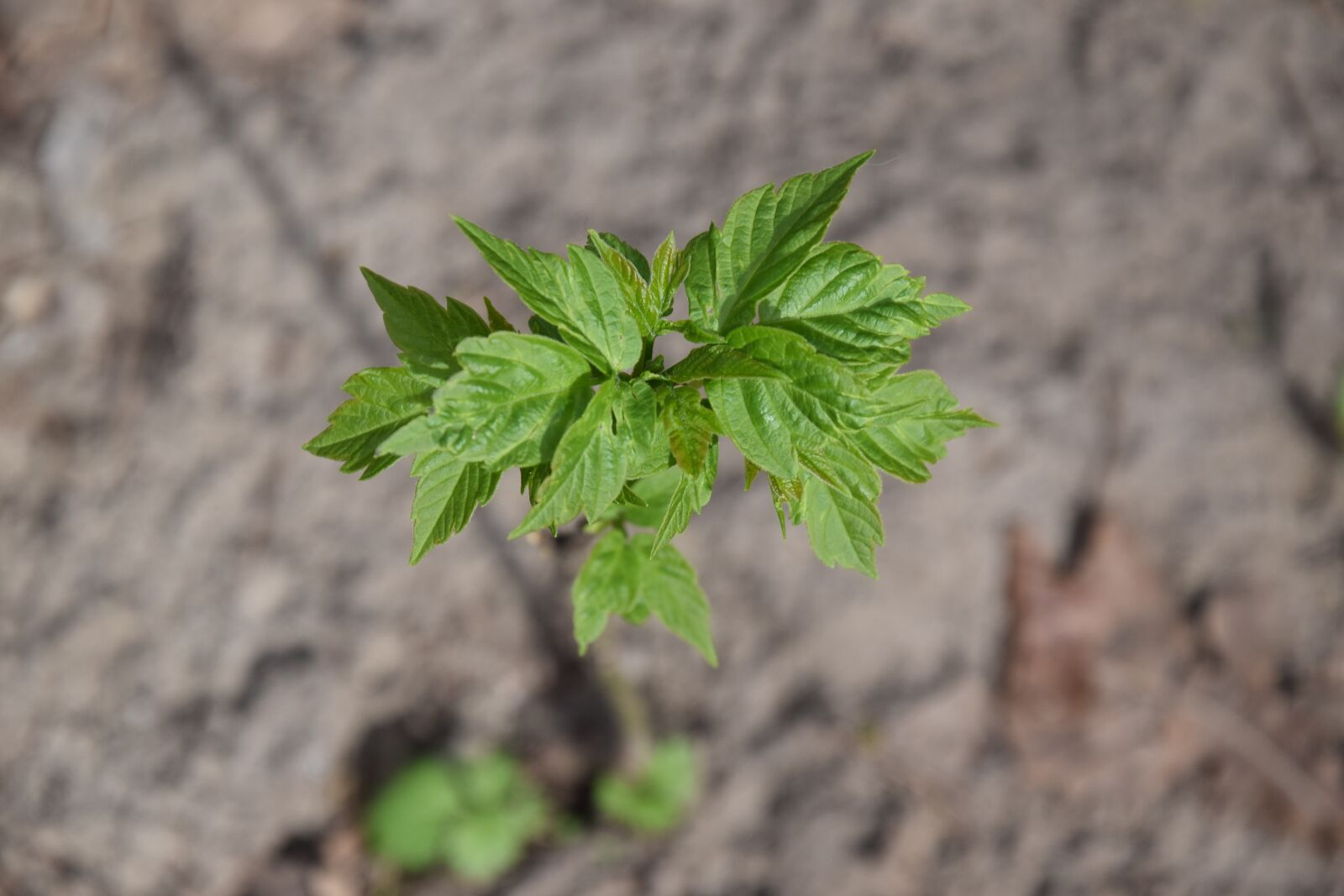 Nikon D5300 sample photo. Leaf, nature, plant photography