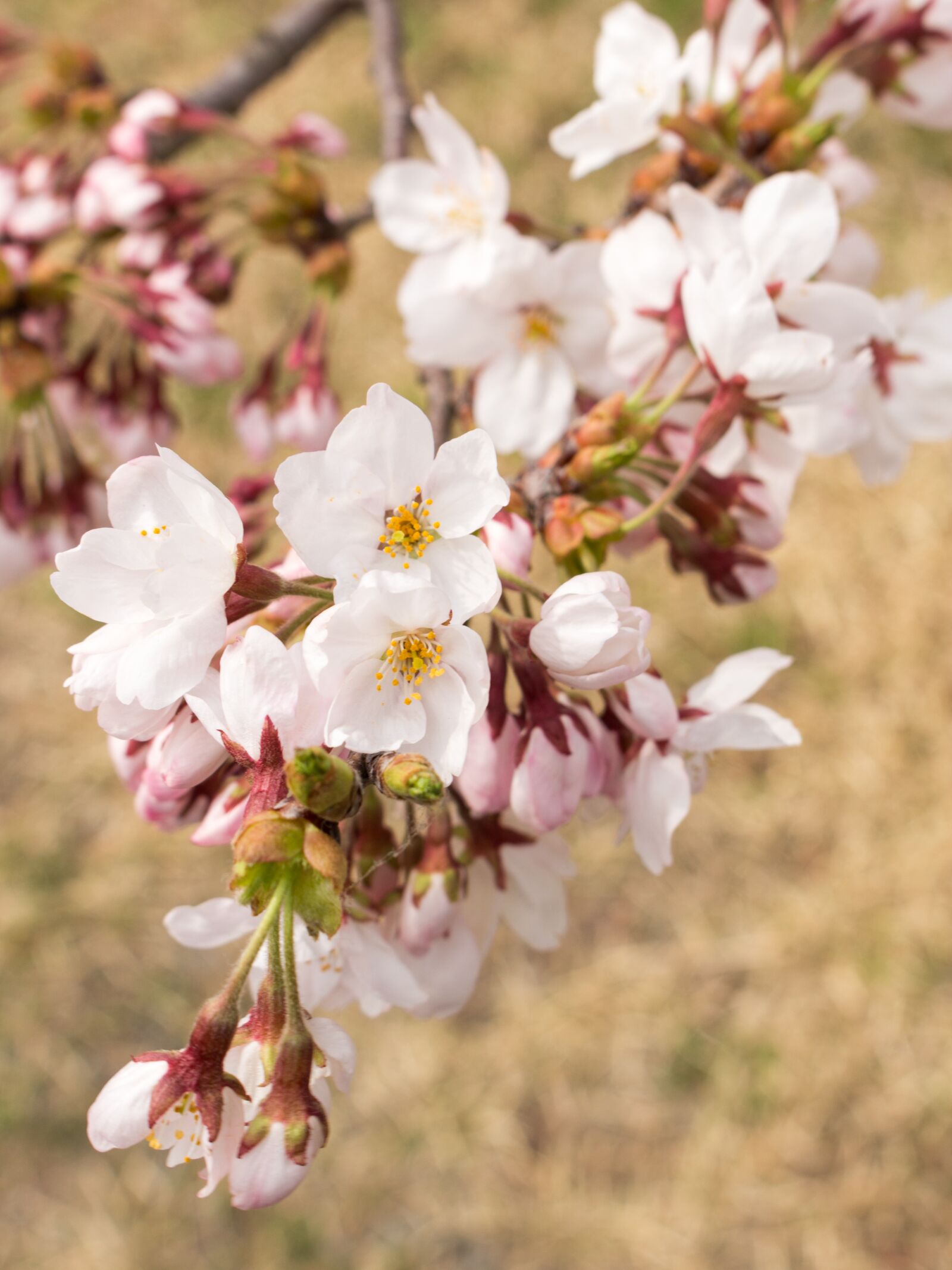 Canon EOS 100D (EOS Rebel SL1 / EOS Kiss X7) + Canon EF-S 18-55mm F3.5-5.6 IS STM sample photo. Flowers, cherry blossoms, japan photography