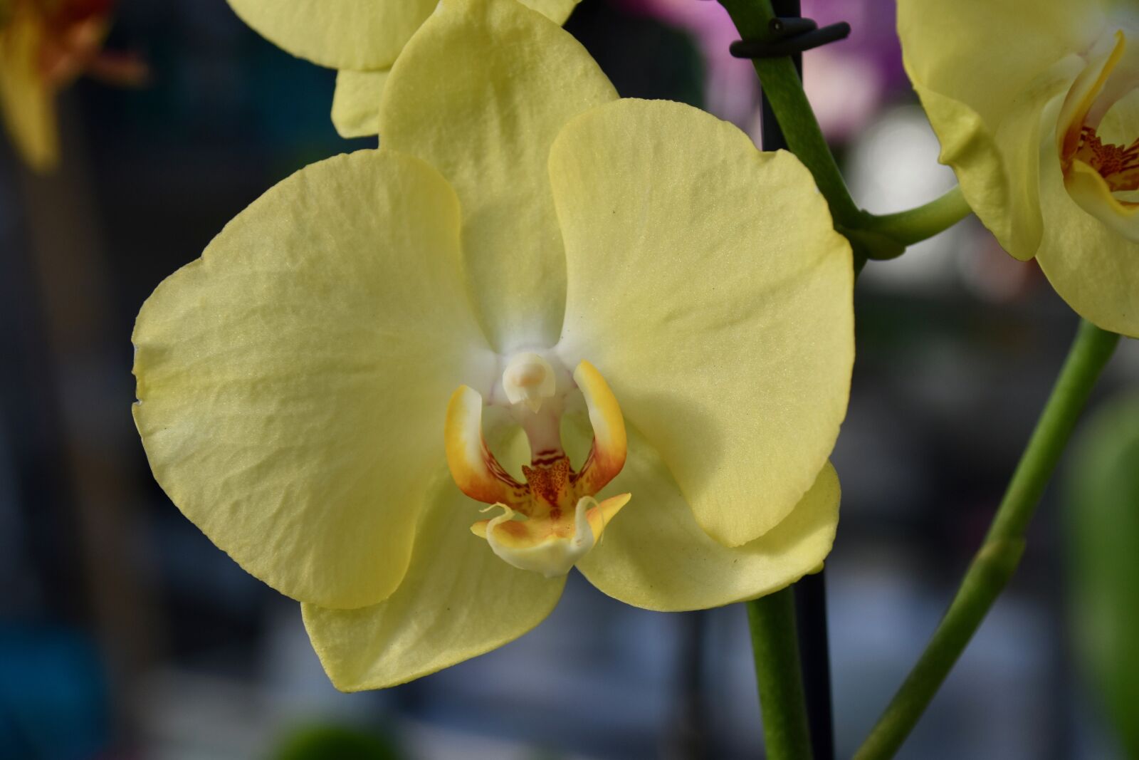 Nikon D5600 sample photo. Flower, yellow orchid, decorative photography