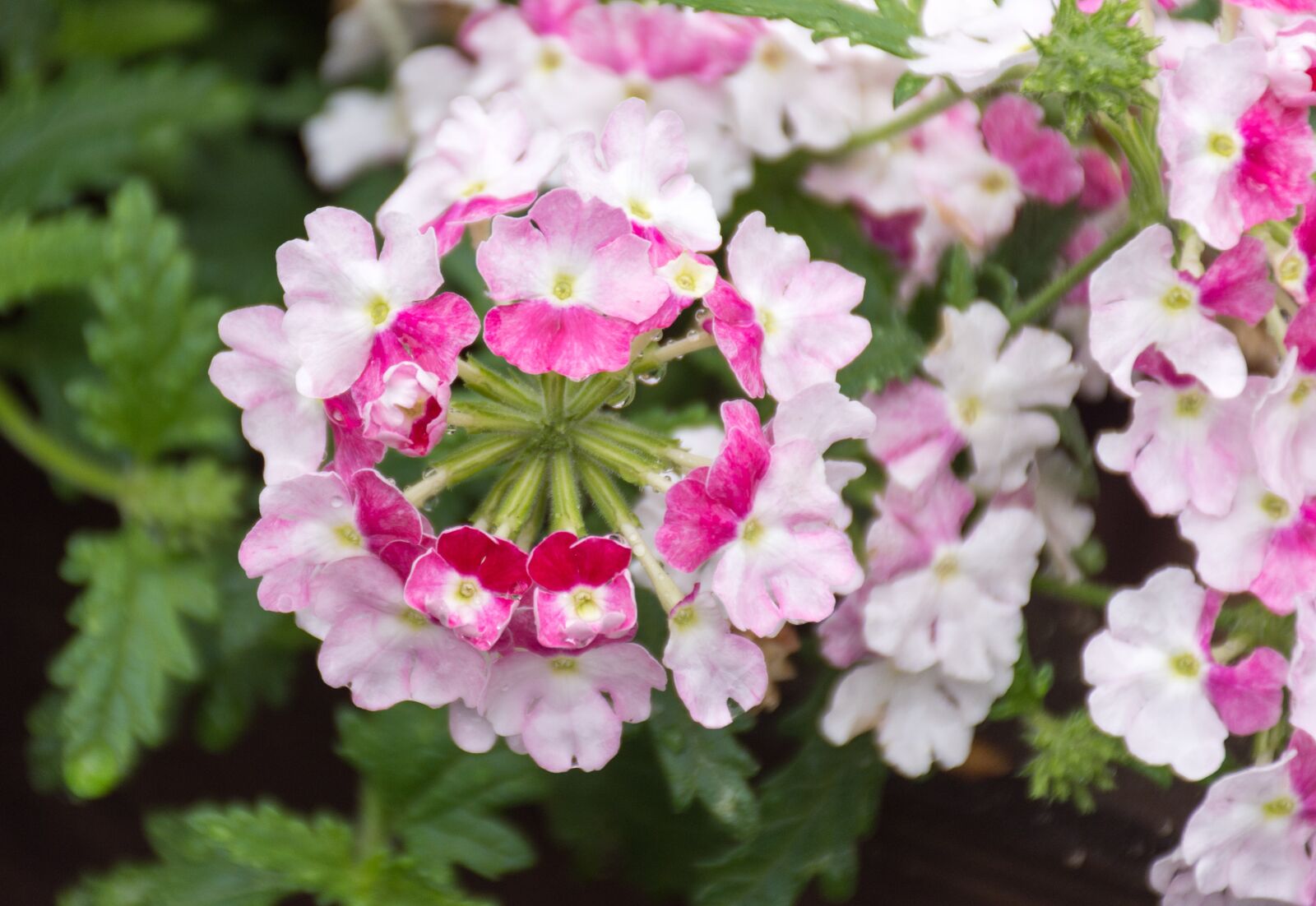 Nikon D7200 sample photo. Verbena, hybrid, flower photography
