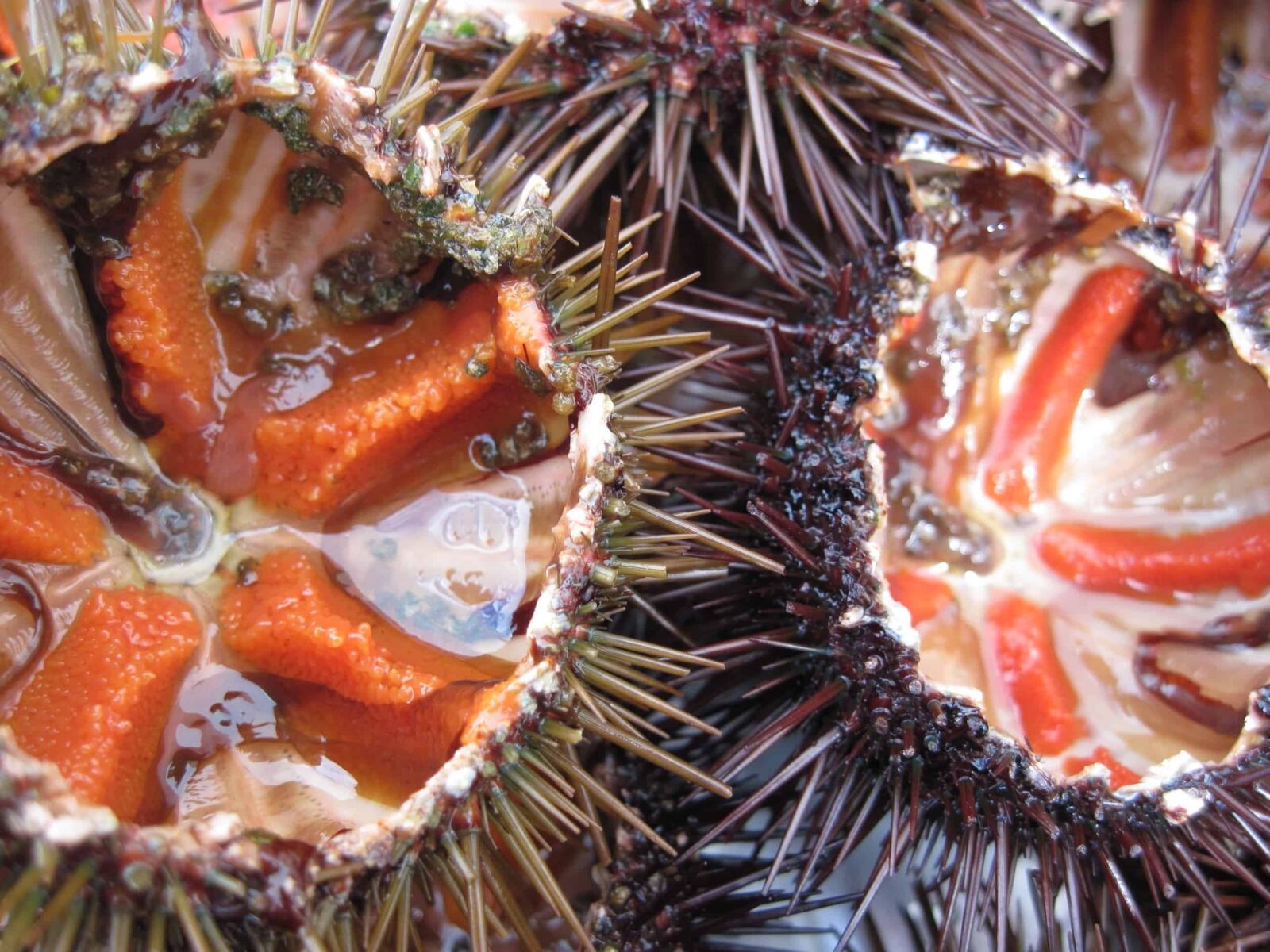 Canon PowerShot A1100 IS sample photo. Sea urchin, sea, thorn photography