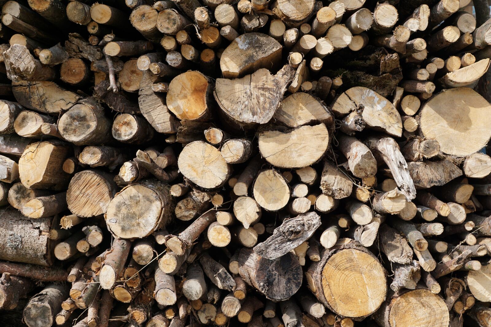 Sony DT 16-50mm F2.8 SSM sample photo. Wood, nature, grey photography