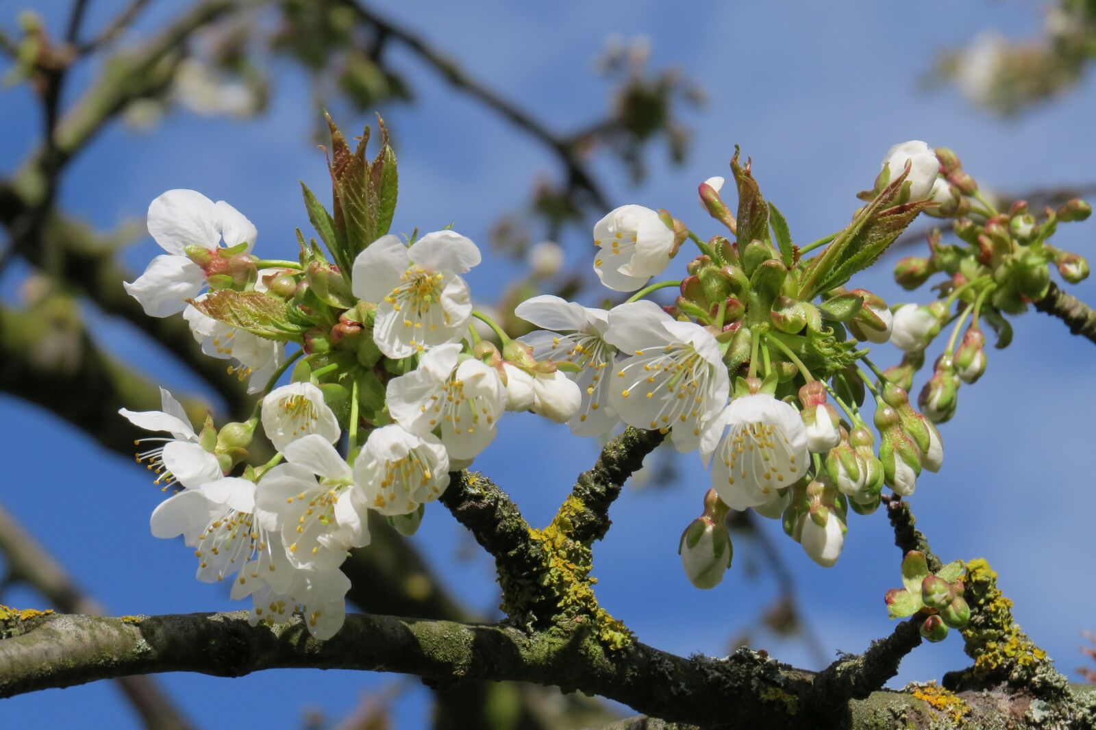 Canon PowerShot SX50 HS sample photo. Blossom, bloom, bud photography
