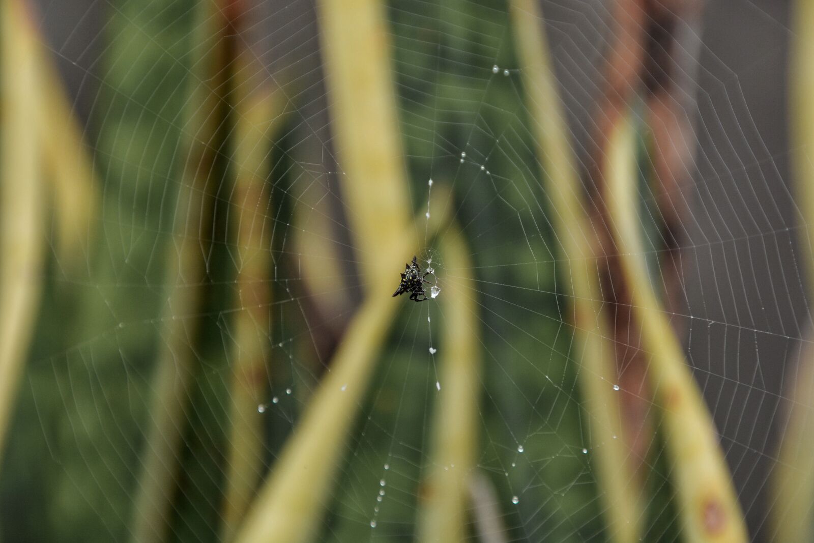 Nikon D7100 sample photo. Spider, green, nature photography
