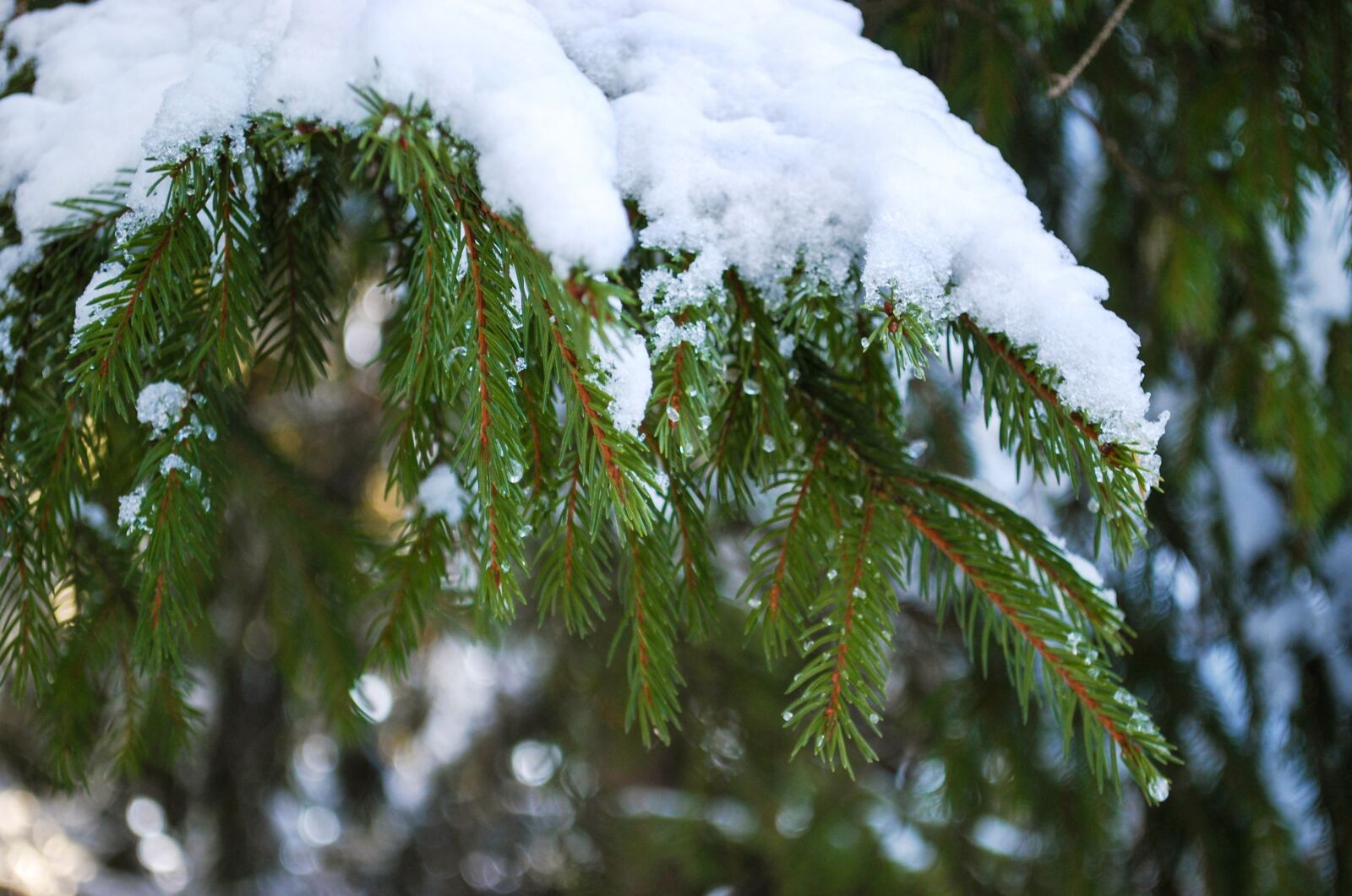 Nikon D60 sample photo. Spruce, branch, snow photography