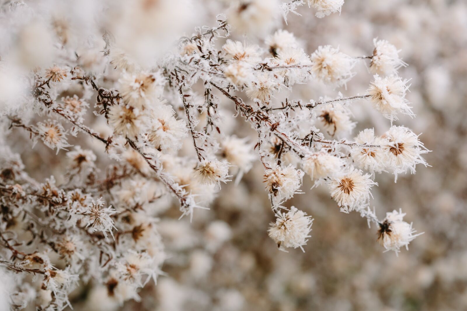 Canon EF 100mm F2.8 Macro USM sample photo. Cold, details, frost, frosty photography